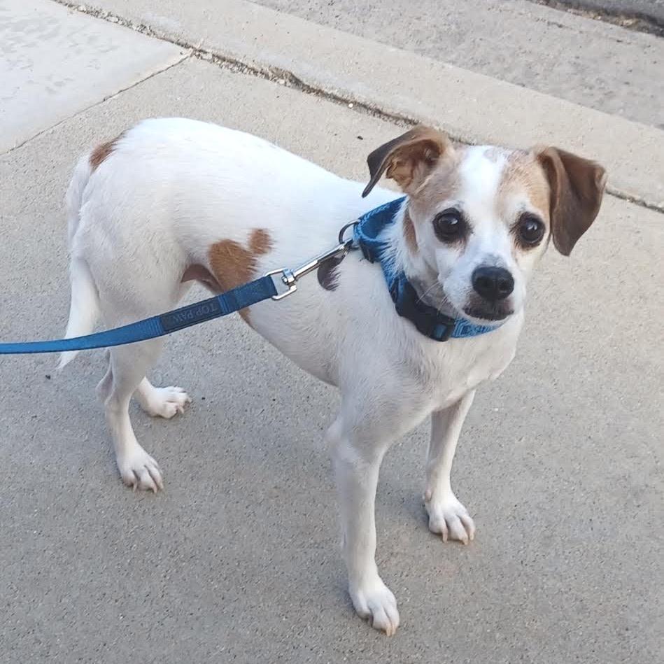 Enlarge Rubicon, a Adoptable Parson Russell Terrier in Ramona, CA image 5/6