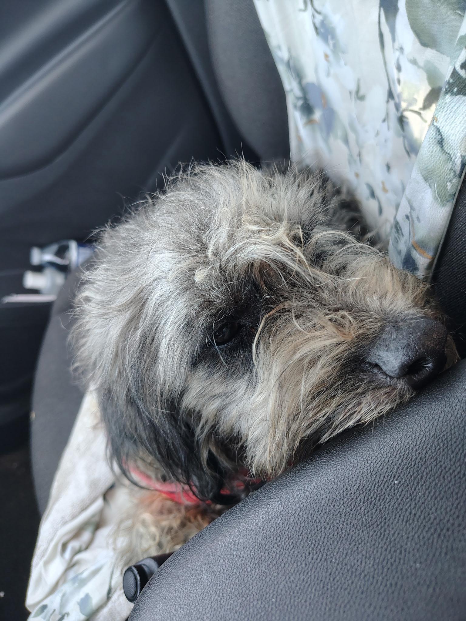 Enlarge Paulie, a Adoptable Miniature Schnauzer in Philadelphia, PA image 3/3