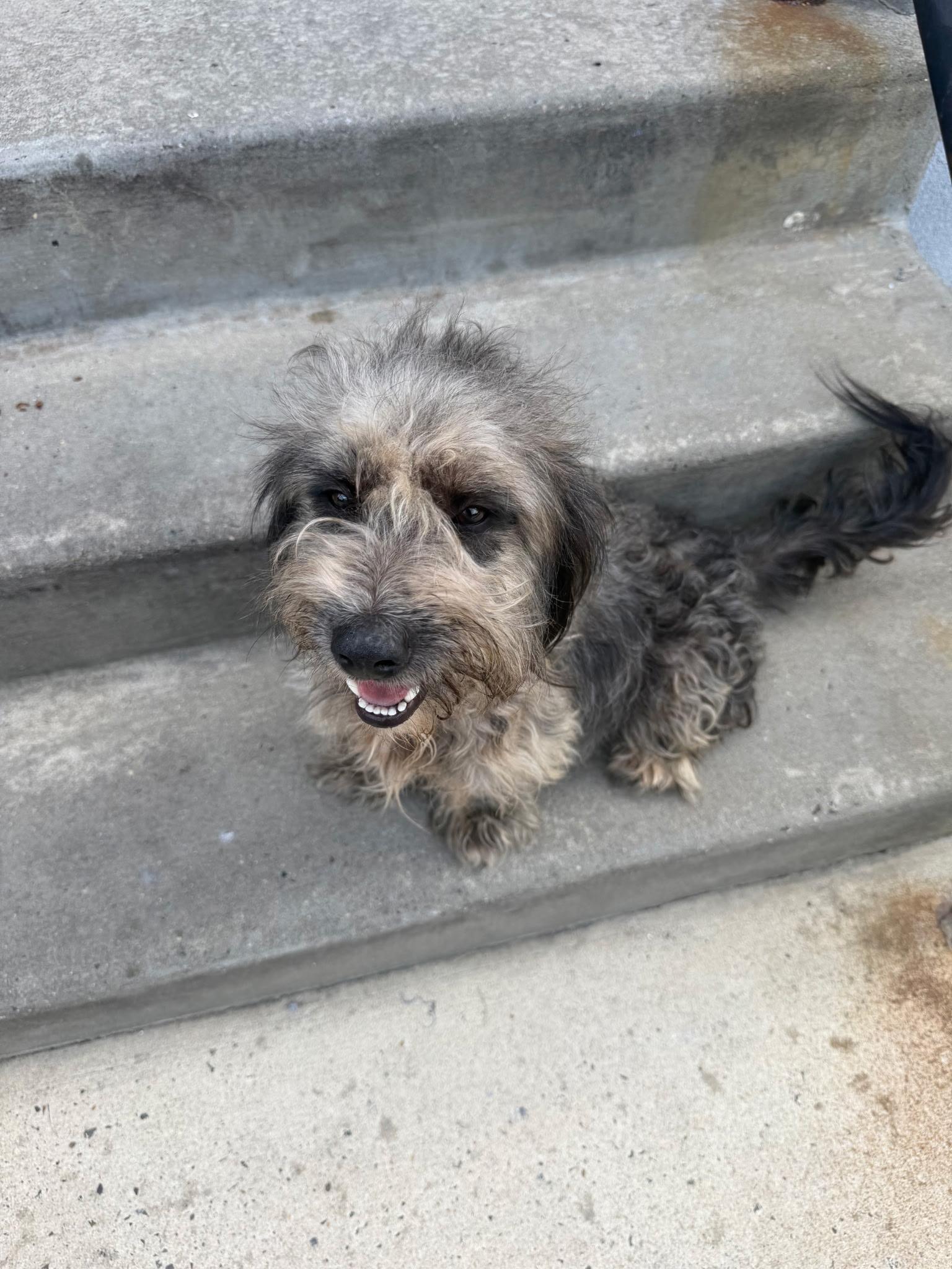 Paulie, Adoptable, Adult Male Miniature Schnauzer.