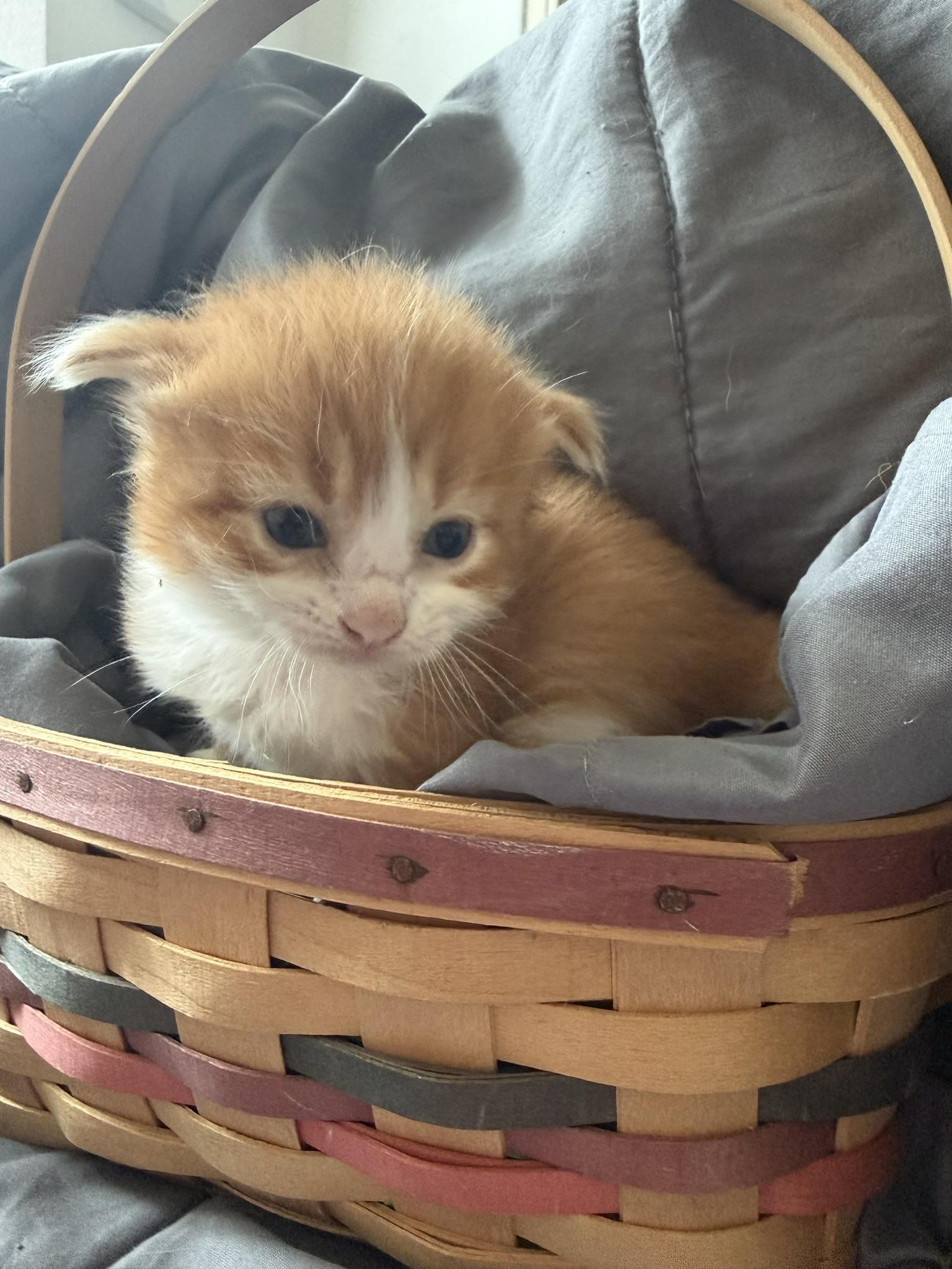 Hulk, adopted, Kitten Male Domestic Short Hair.