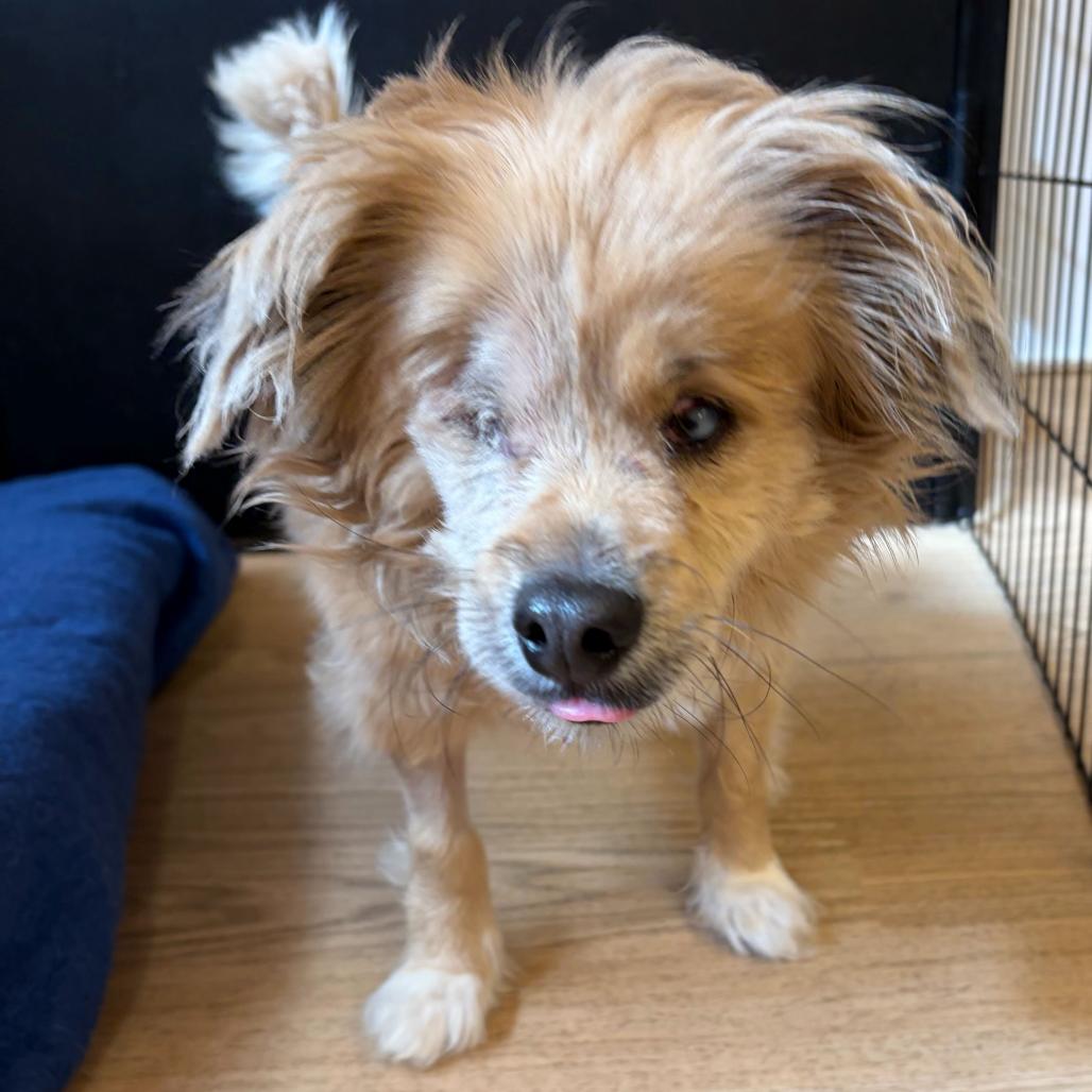 Sweeney Todd 14626, Adoptable, Senior Male Spaniel.