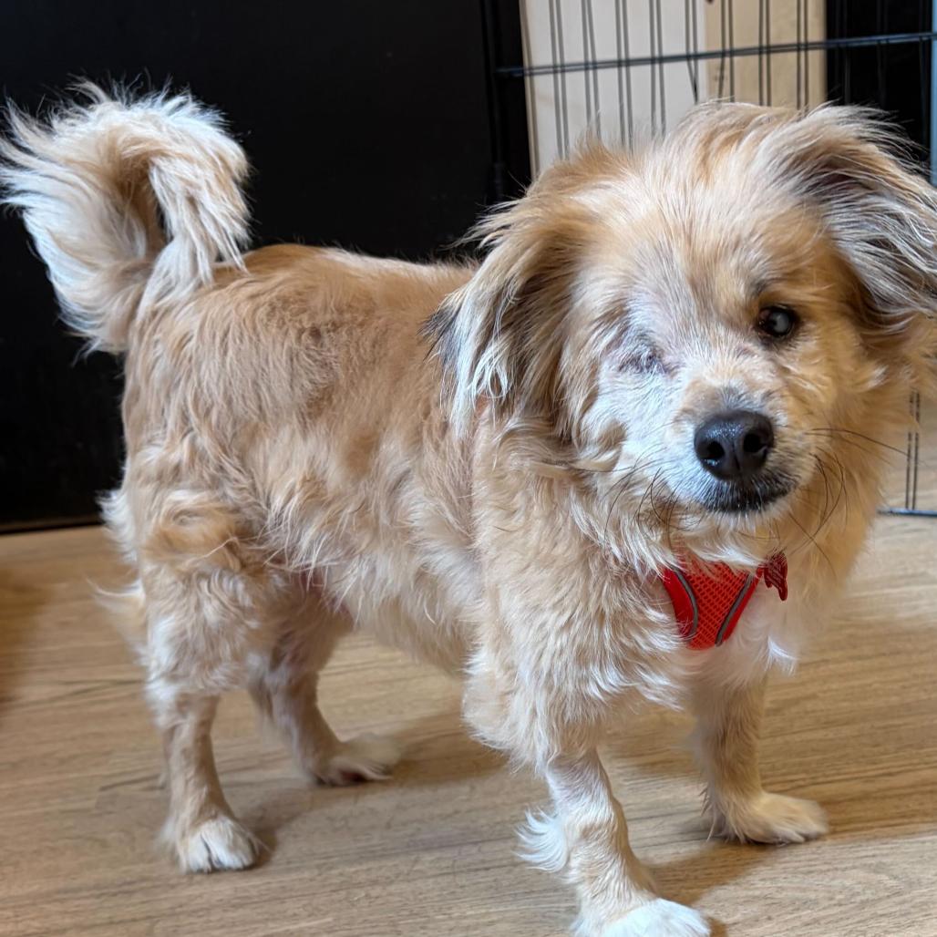 Enlarge Sweeney Todd 14626, a Adoptable Spaniel in San Francisco, CA image 2/6
