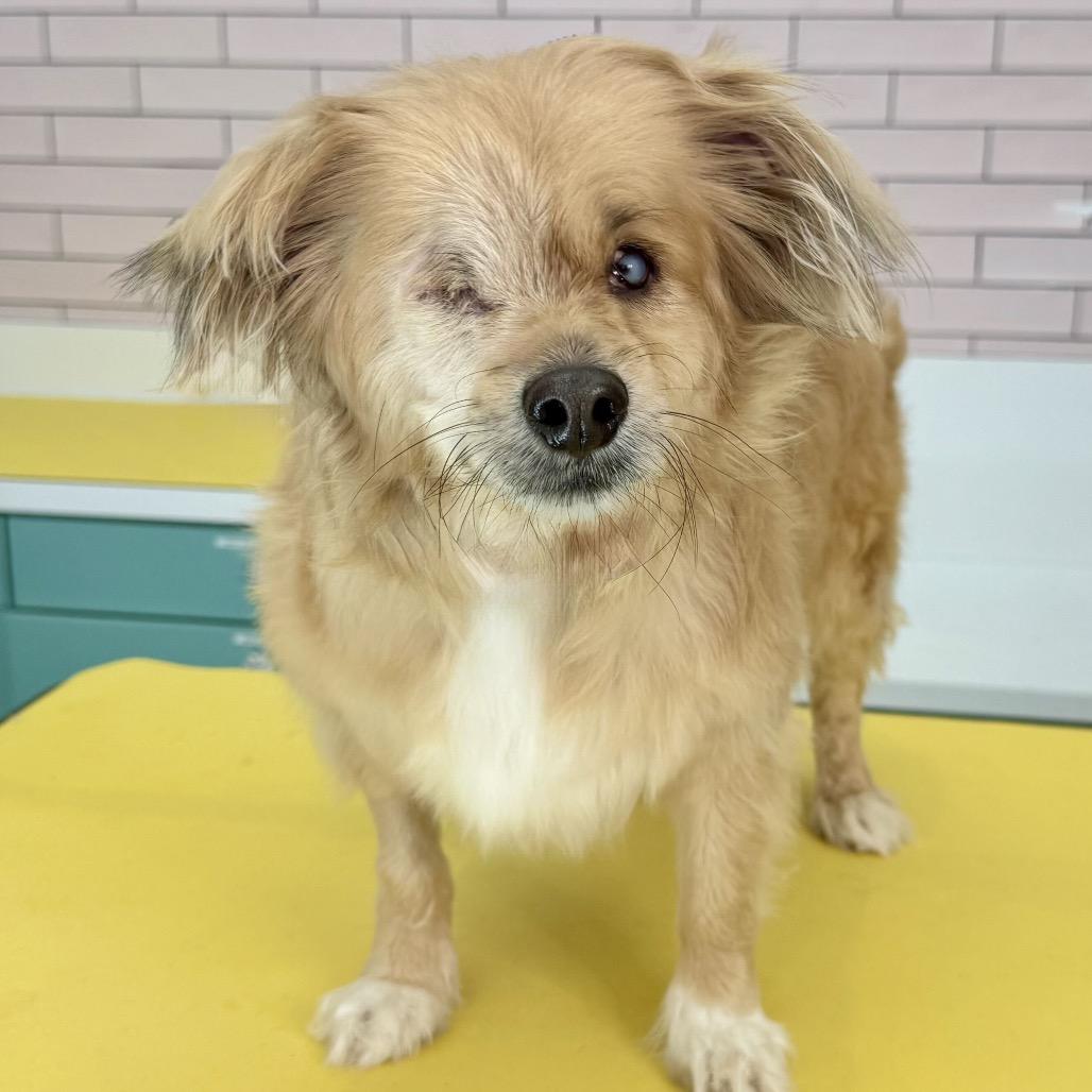 Enlarge Sweeney Todd 14626, a Adoptable Spaniel in San Francisco, CA image 3/6