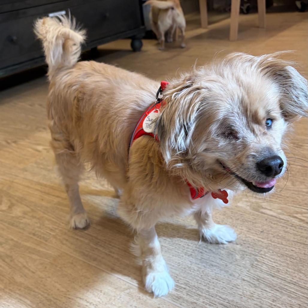 Enlarge Sweeney Todd 14626, a Adoptable Spaniel in San Francisco, CA image 4/6