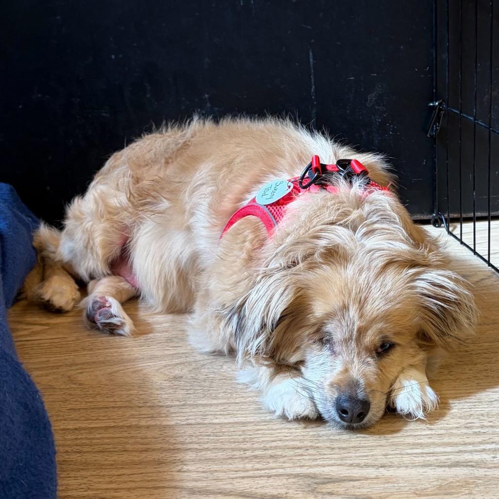 Enlarge Sweeney Todd 14626, a Adoptable Spaniel in San Francisco, CA image 5/6