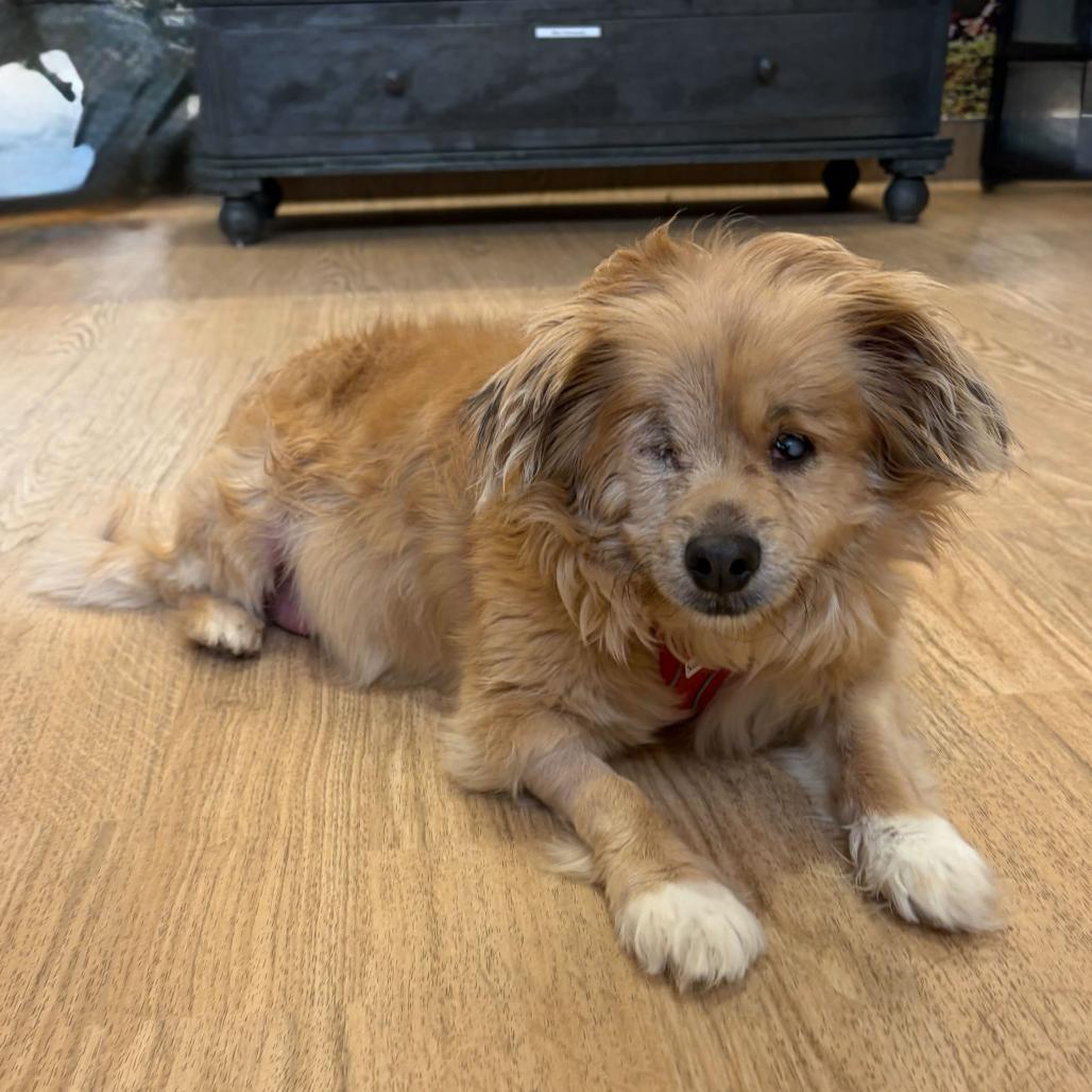Enlarge Sweeney Todd 14626, a Adoptable Spaniel in San Francisco, CA image 6/6