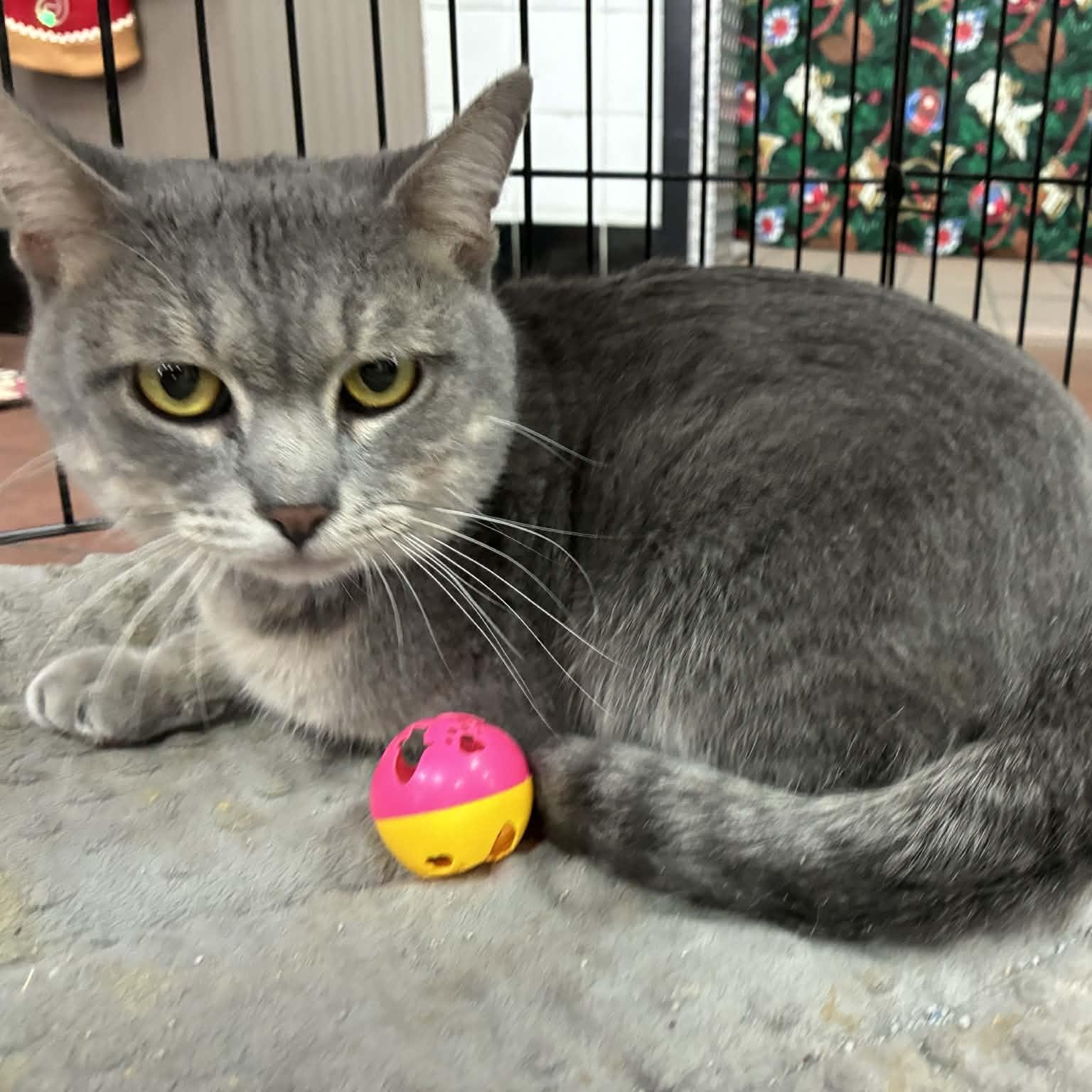 Albert (Al) , ADOPTABLE, Adult Male Domestic Short Hair.