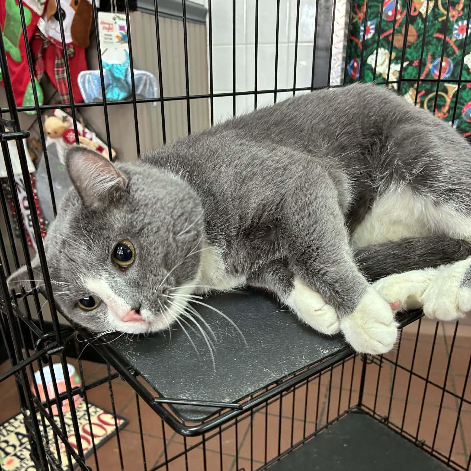 Albert (Al) , a ADOPTABLE mixed breed in Oklahoma City, OK image 3/5