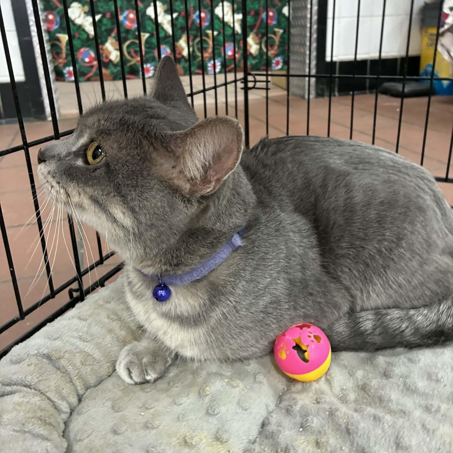 Albert (Al) , a ADOPTABLE mixed breed in Oklahoma City, OK image 2/3