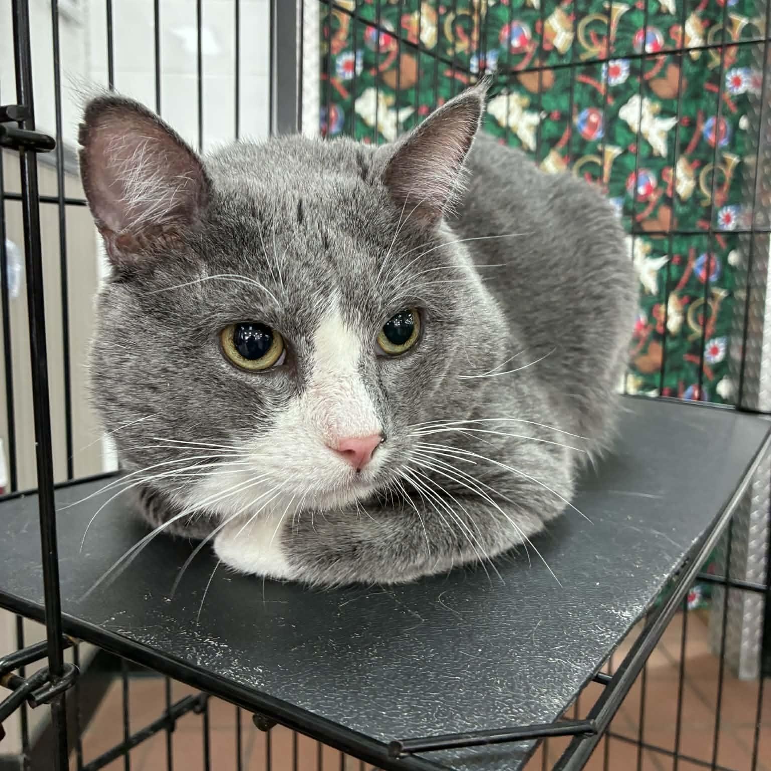 Albert (Al) , ADOPTABLE, Adult Male Domestic Short Hair.