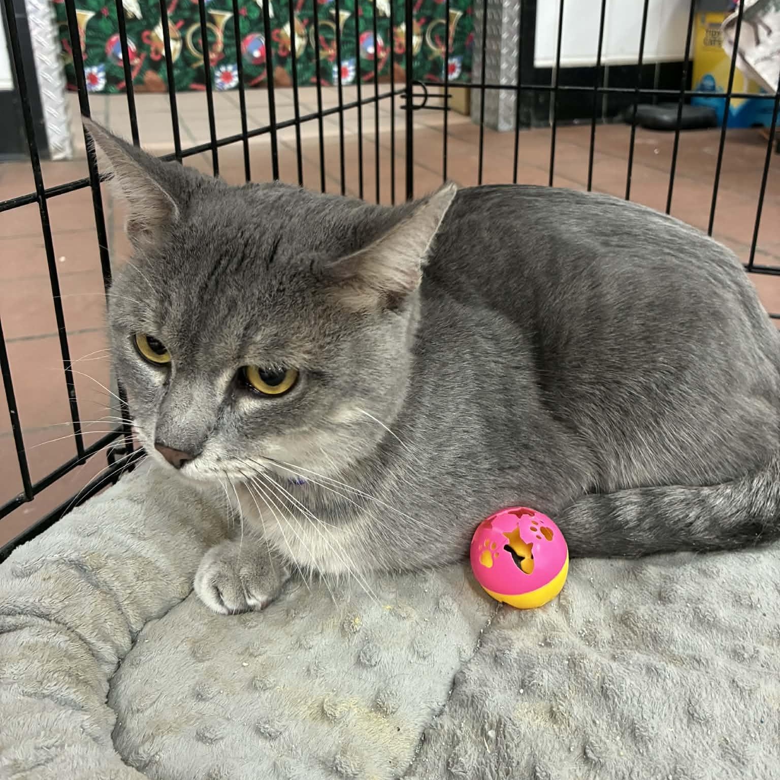 Albert (Al) , a ADOPTABLE mixed breed in Oklahoma City, OK image 3/3