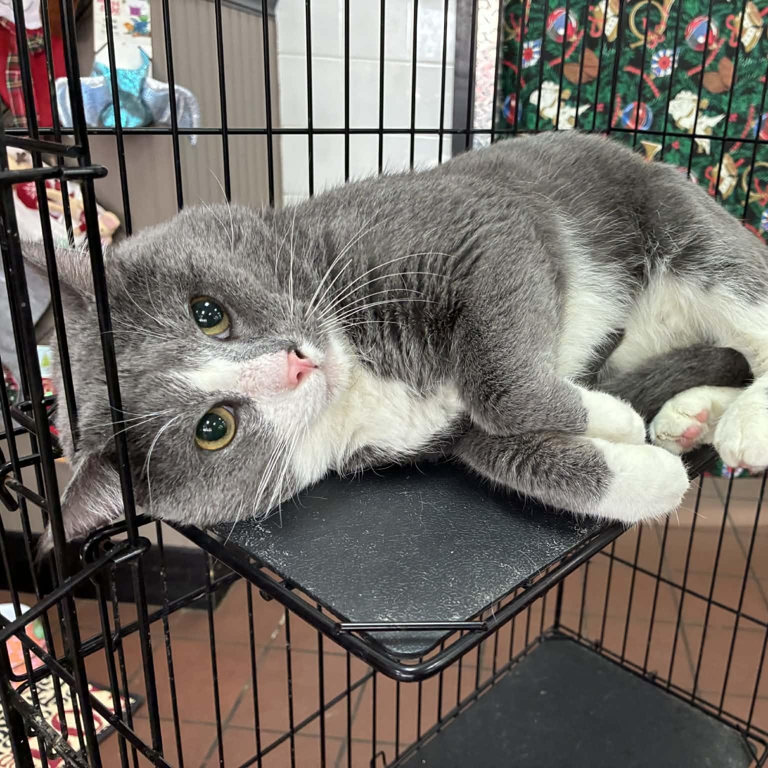 Albert (Al) , a ADOPTABLE mixed breed in Oklahoma City, OK image 4/5