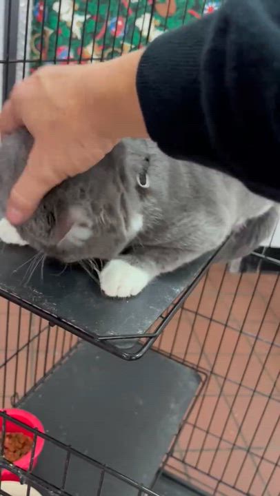 Enlarge Albert (Al) , a ADOPTABLE mixed breed in Oklahoma City, OK video 2/5