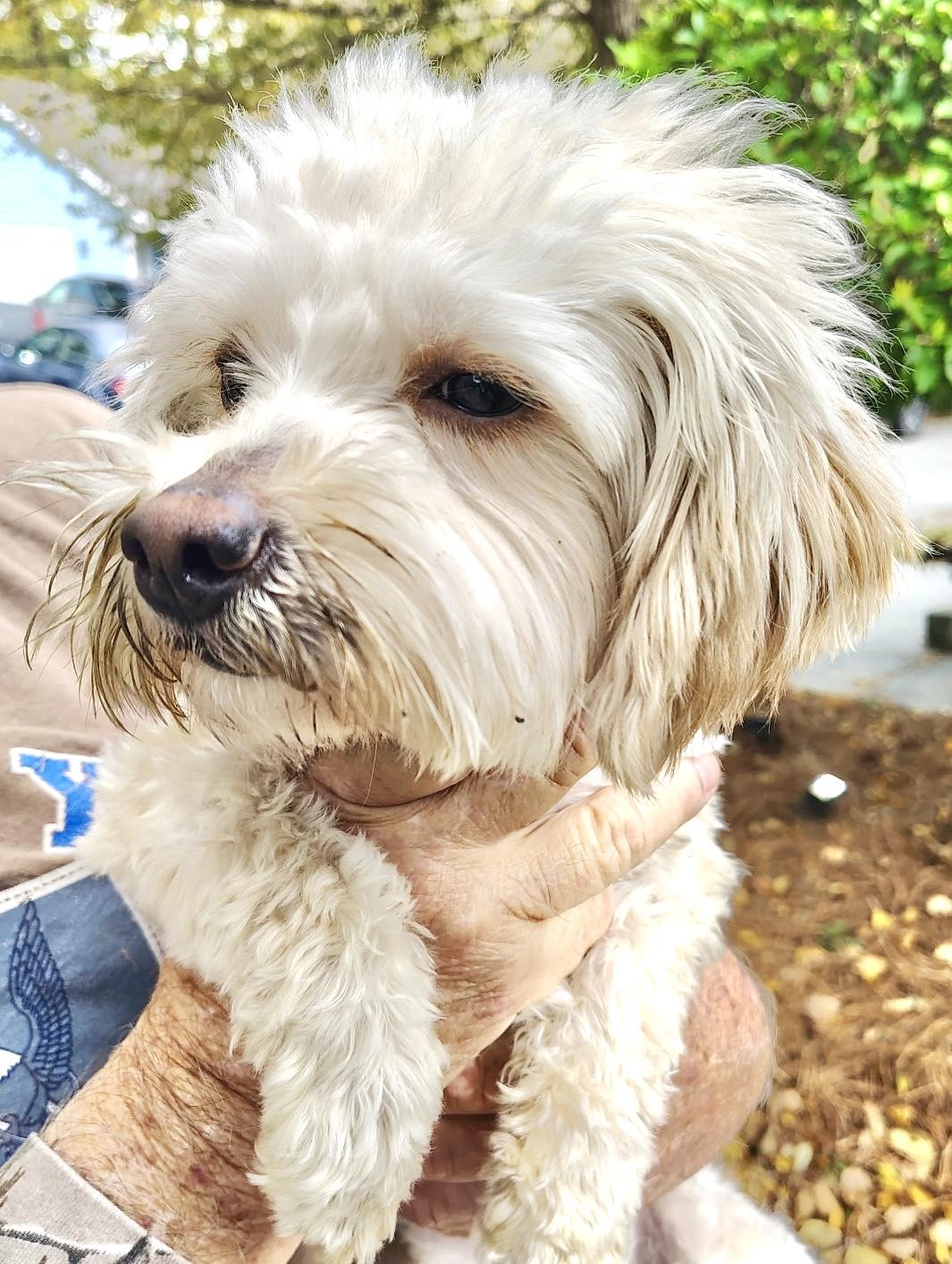 Bambi, adopted, Young Female Maltipoo.