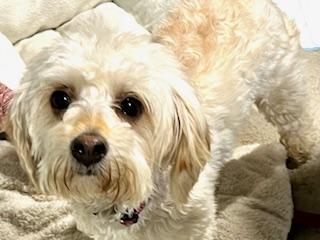 Bambi, an adopted mixed breed in Ladson, SC image 4/4