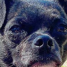 Otis (C000-214) - City Of Industry Location, Adoptable, Senior Male Pug & Chihuahua.