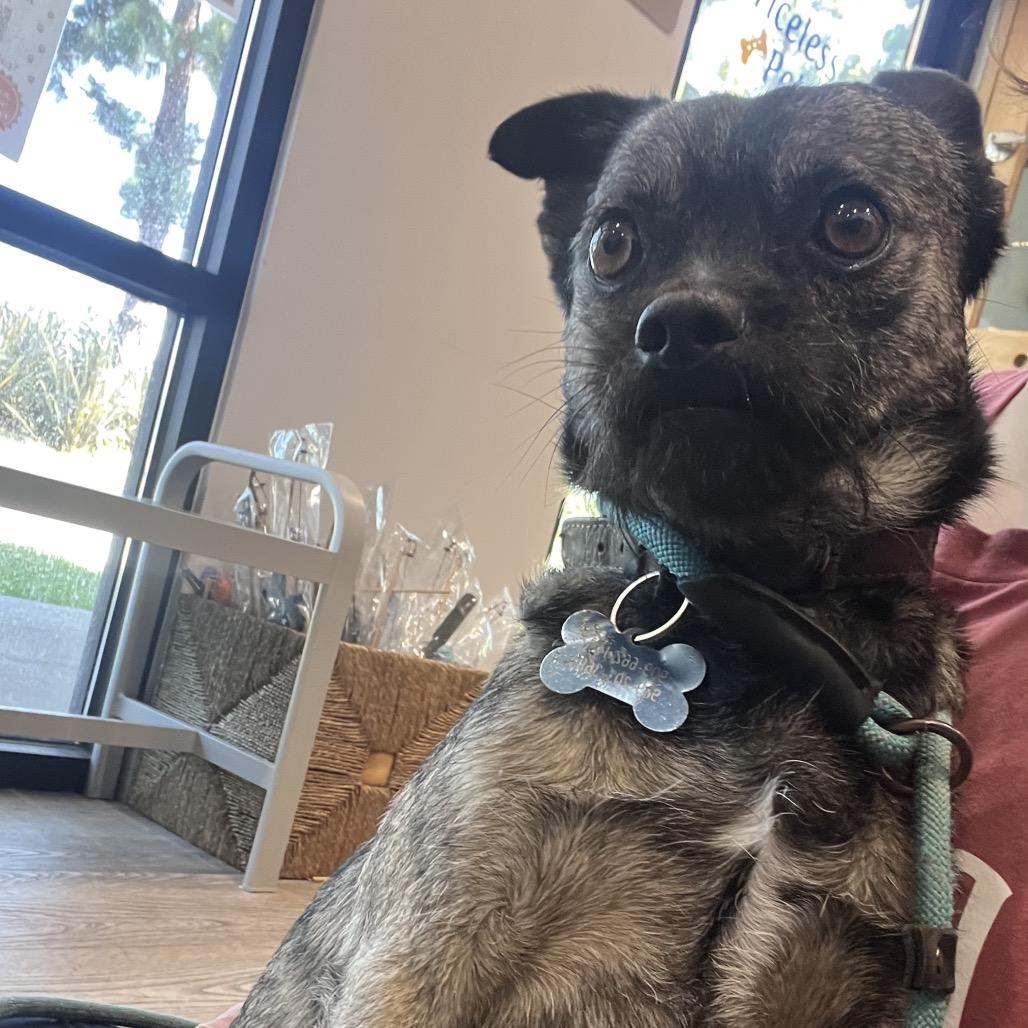 Enlarge Otis (C000-214) - City Of Industry Location, a Adoptable mixed breed in Chino Hills, CA image 2/6