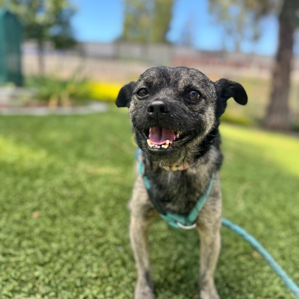Enlarge Otis (C000-214) - City Of Industry Location, a Adoptable mixed breed in Chino Hills, CA image 3/6