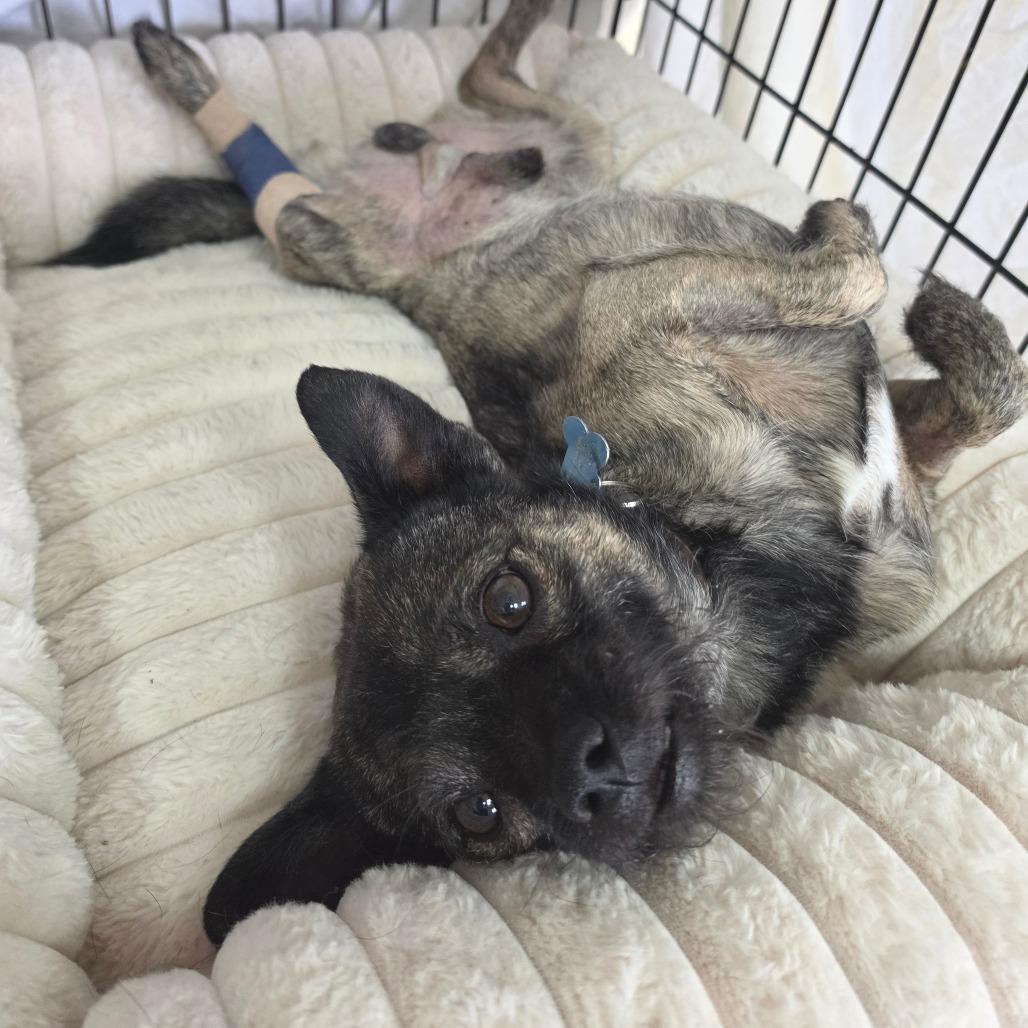 Enlarge Otis (C000-214) - City Of Industry Location, a Adoptable mixed breed in Chino Hills, CA image 4/6