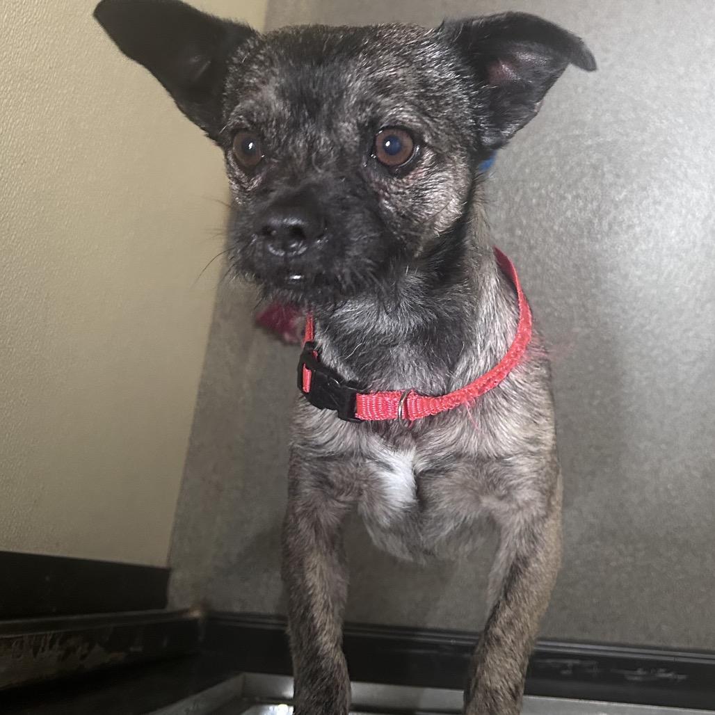 Enlarge Otis (C000-214) - City Of Industry Location, a Adoptable mixed breed in Chino Hills, CA image 5/6