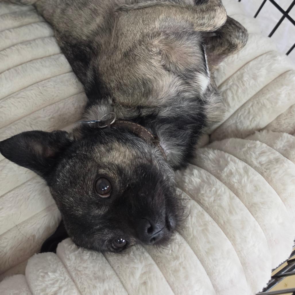 Enlarge Otis (C000-214) - City Of Industry Location, a Adoptable mixed breed in Chino Hills, CA image 6/6