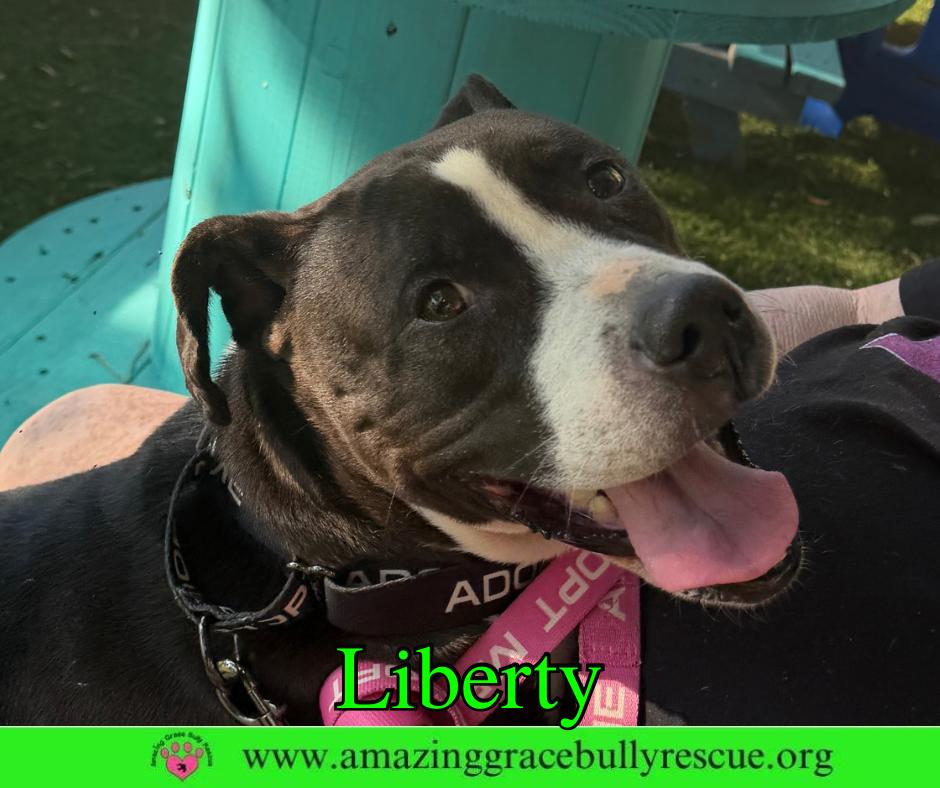 Liberty 3, Adoptable, Young Female Labrador Retriever.