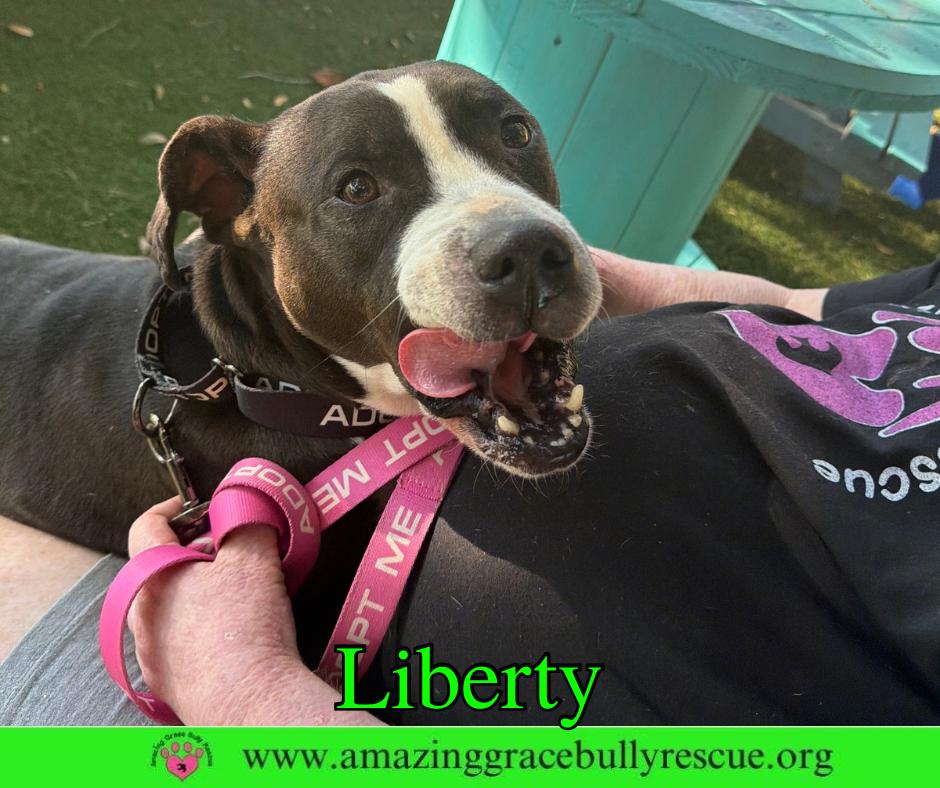 Enlarge Liberty 3, a Adoptable Labrador Retriever in Pensacola, FL image 2/3