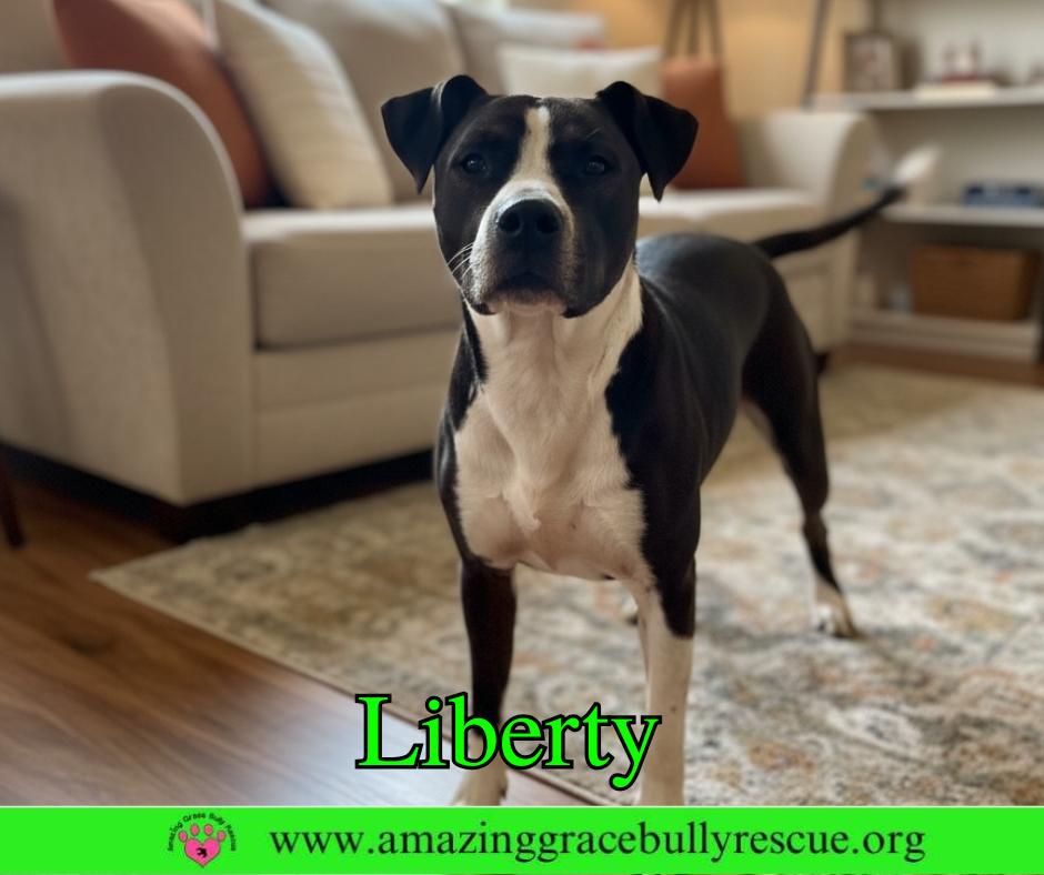 Enlarge Liberty 3, a Adoptable Labrador Retriever in Pensacola, FL image 3/3