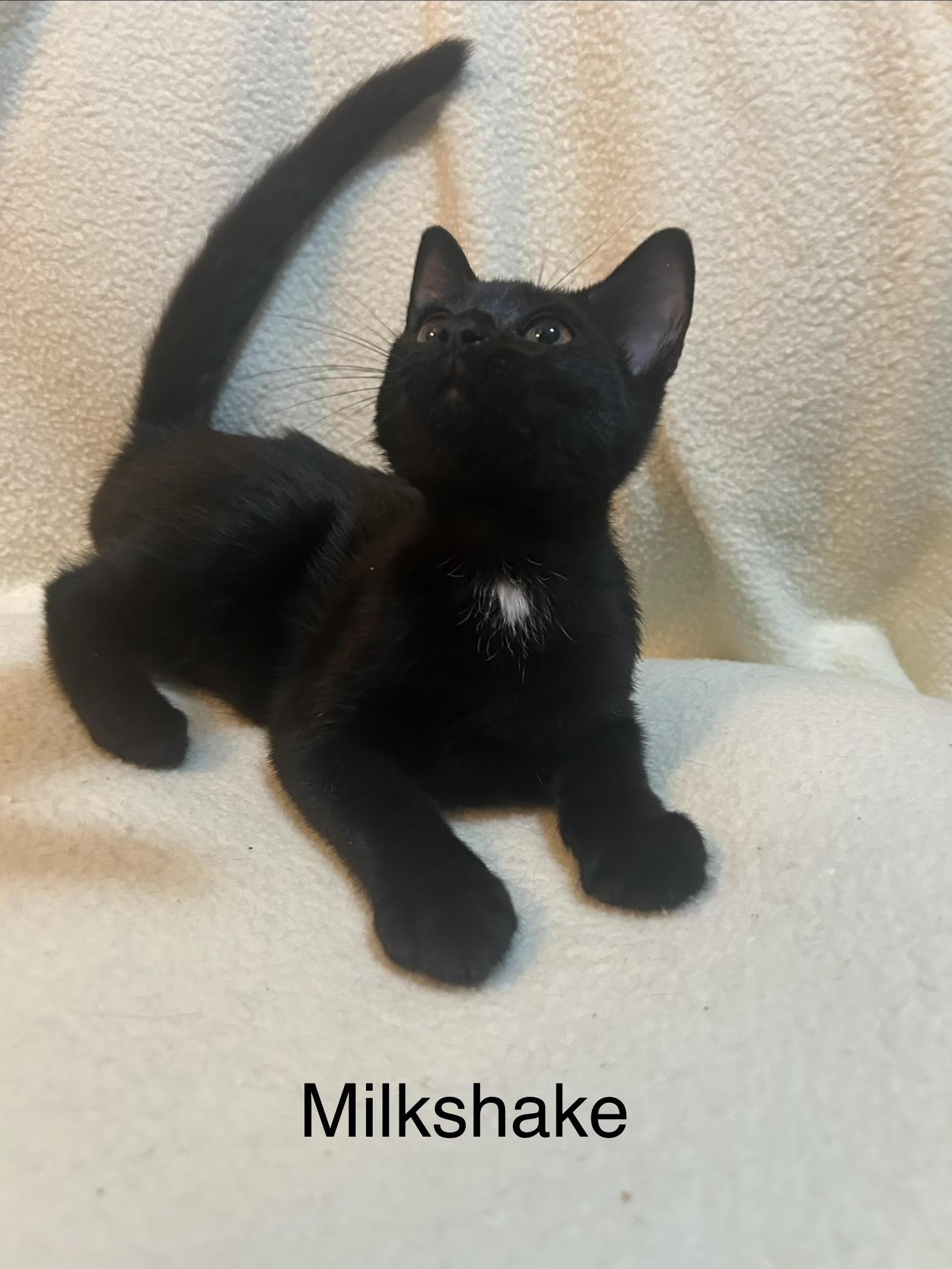 Enlarge MIlkshake, an adopted Domestic Short Hair in Herculaneum, MO image 1/1