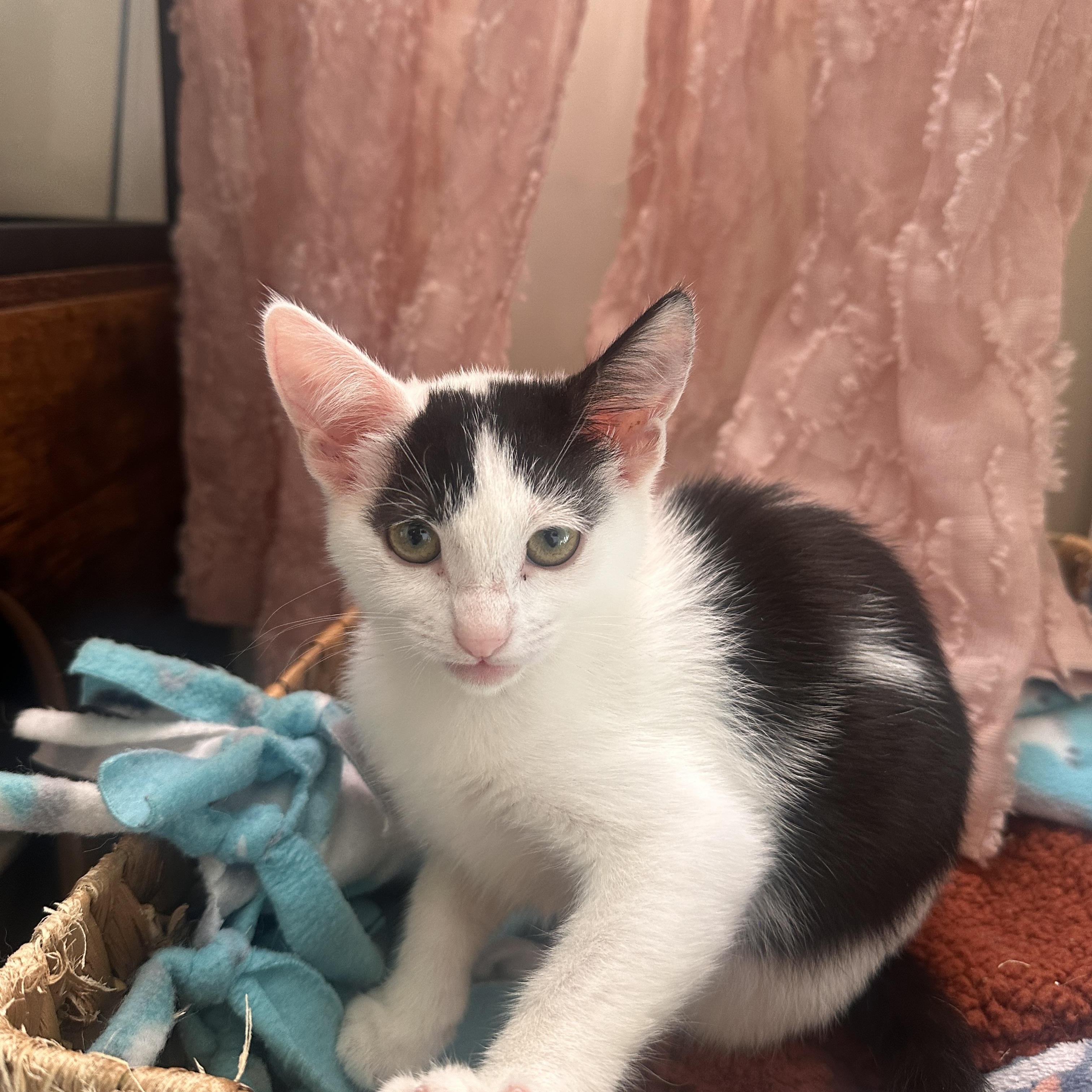 Enlarge Izzy, a Adoptable Domestic Short Hair in Orange, CA image 2/5