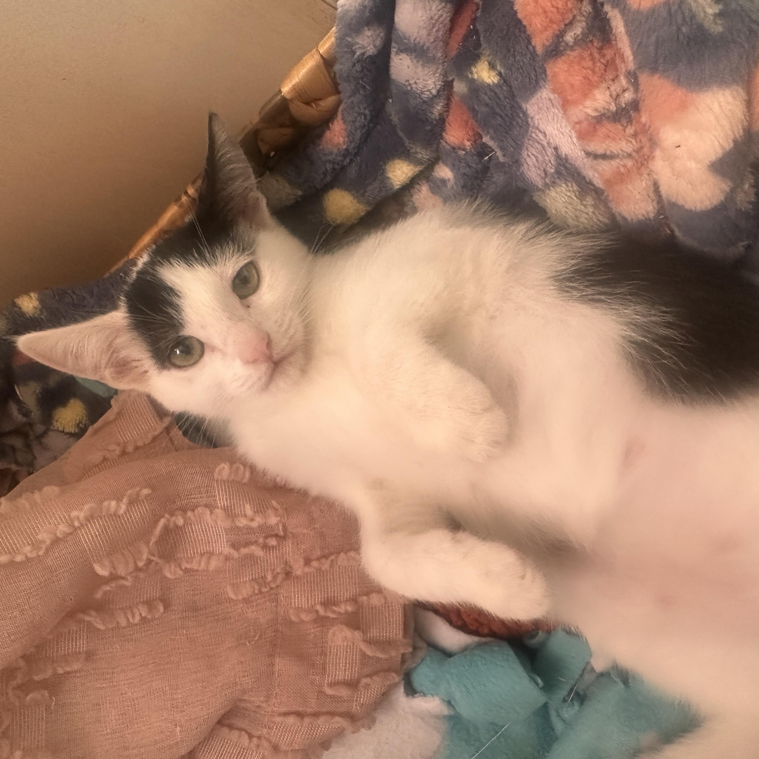 Enlarge Izzy, a Adoptable Domestic Short Hair in Orange, CA image 3/5