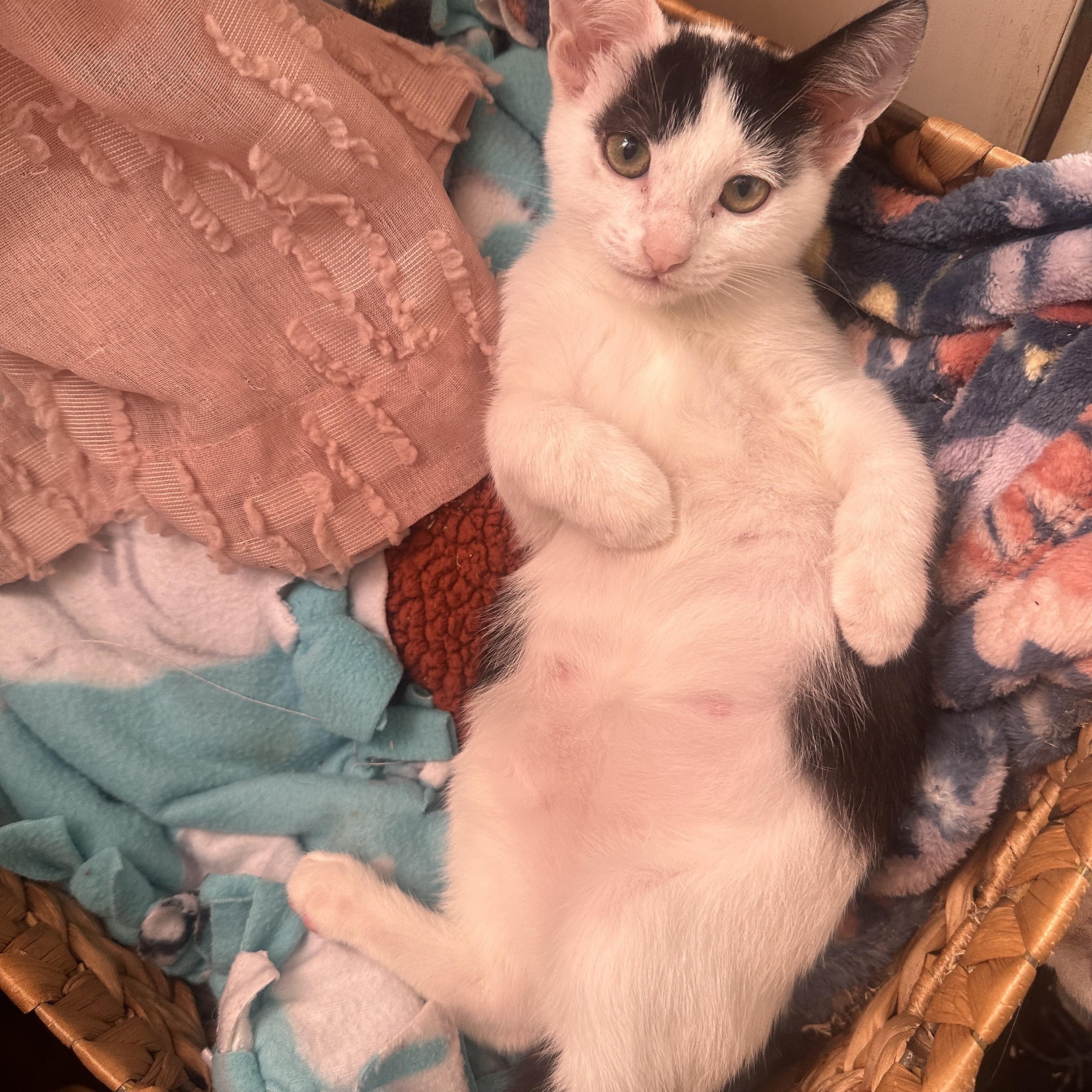 Enlarge Izzy, a Adoptable Domestic Short Hair in Orange, CA image 5/5