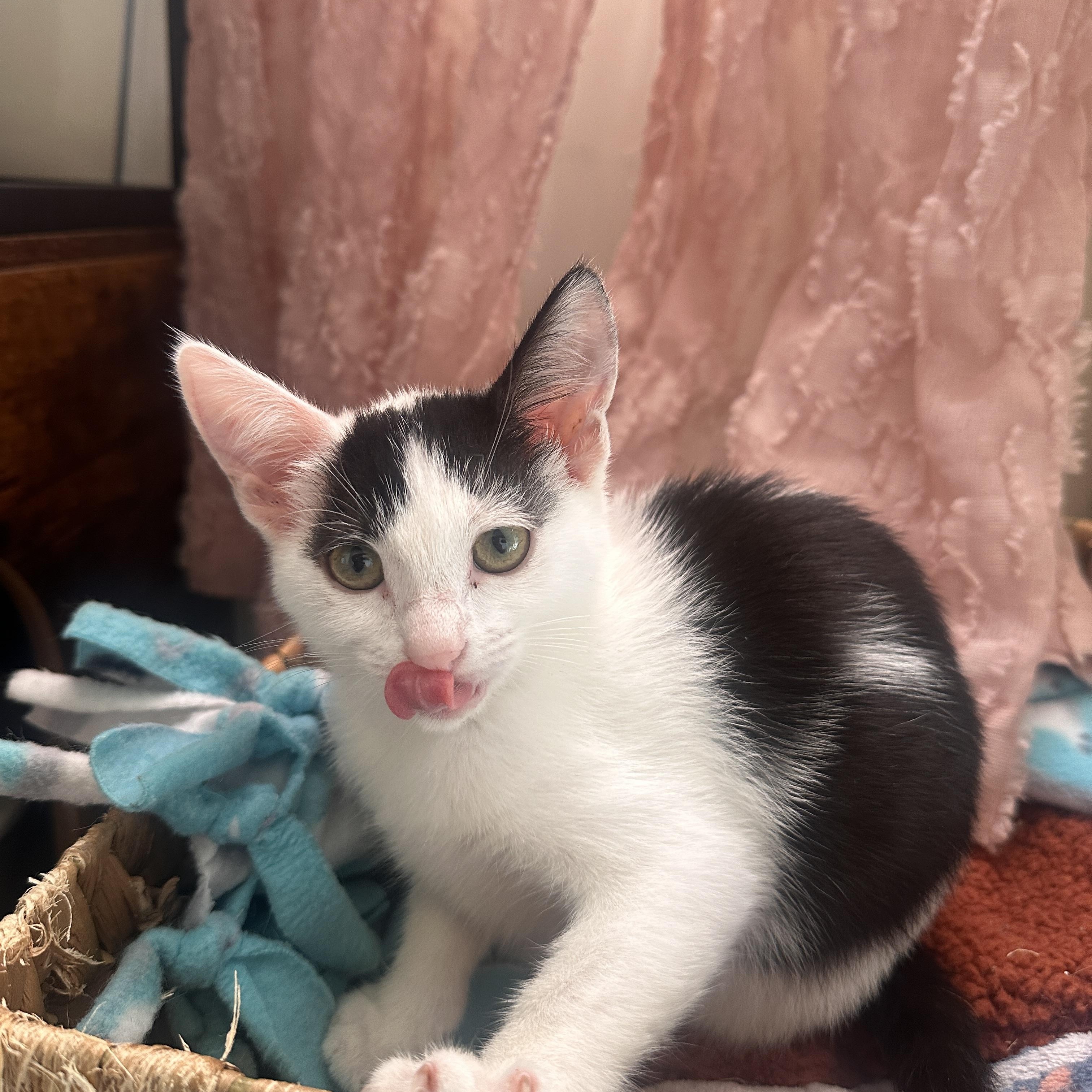 Izzy, Adoptable, Kitten Female Domestic Short Hair.