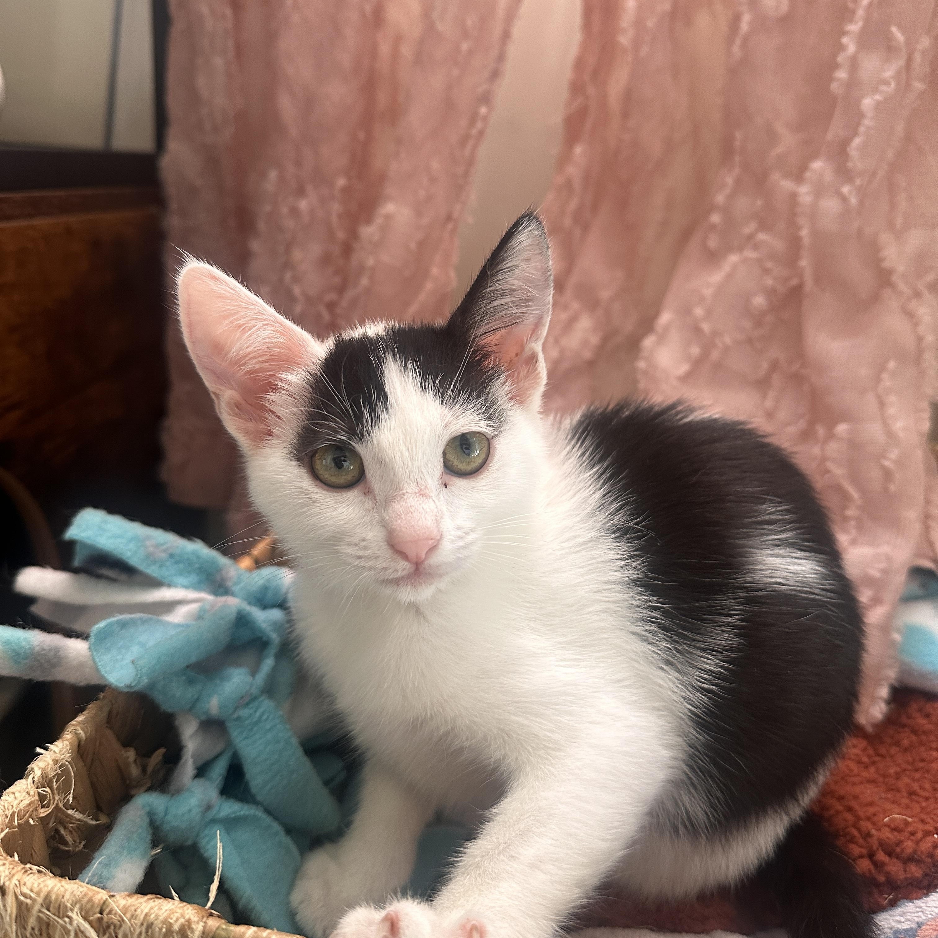 Enlarge Izzy, a Adoptable Domestic Short Hair in Orange, CA image 4/5