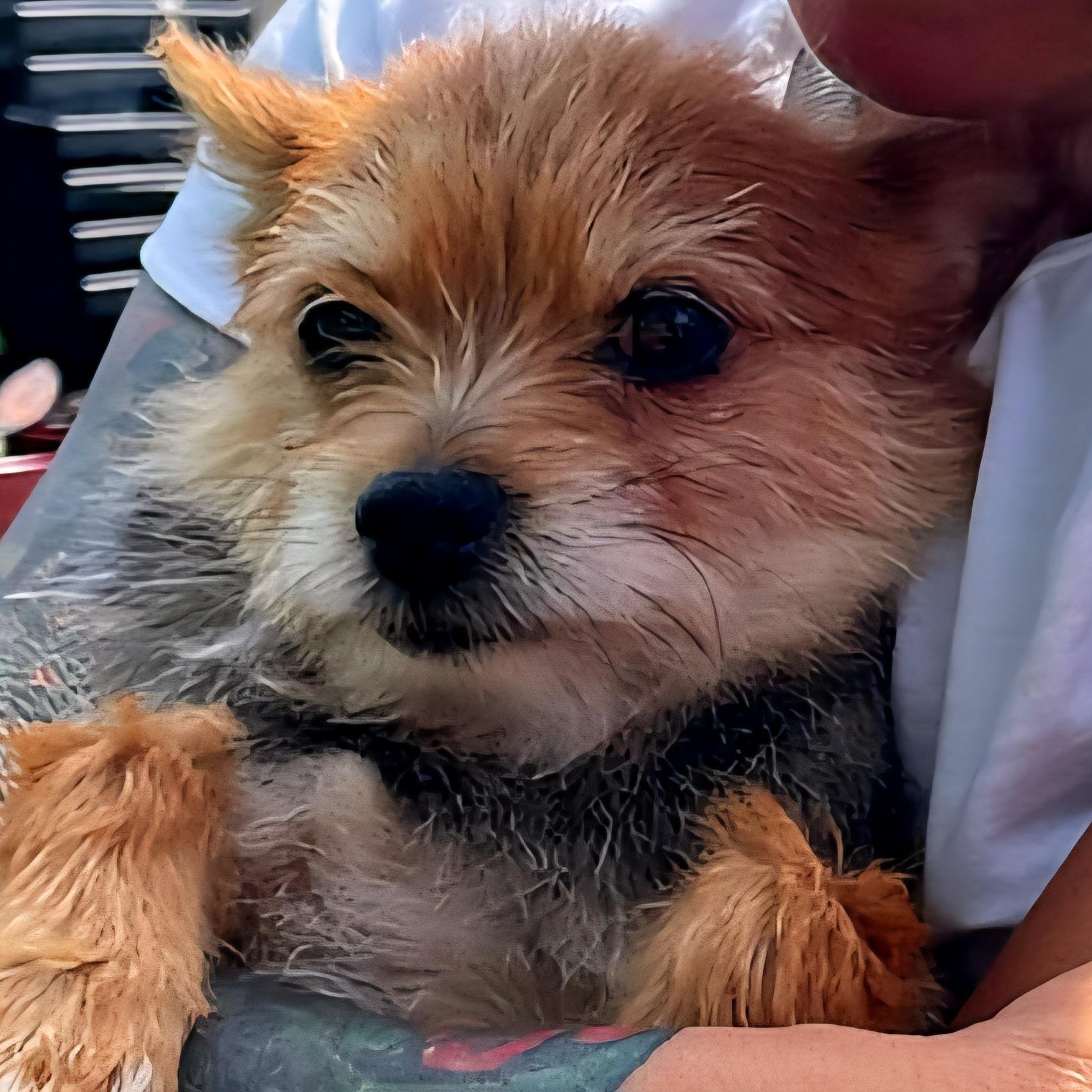 Gracie Lou, Adult Female unknown