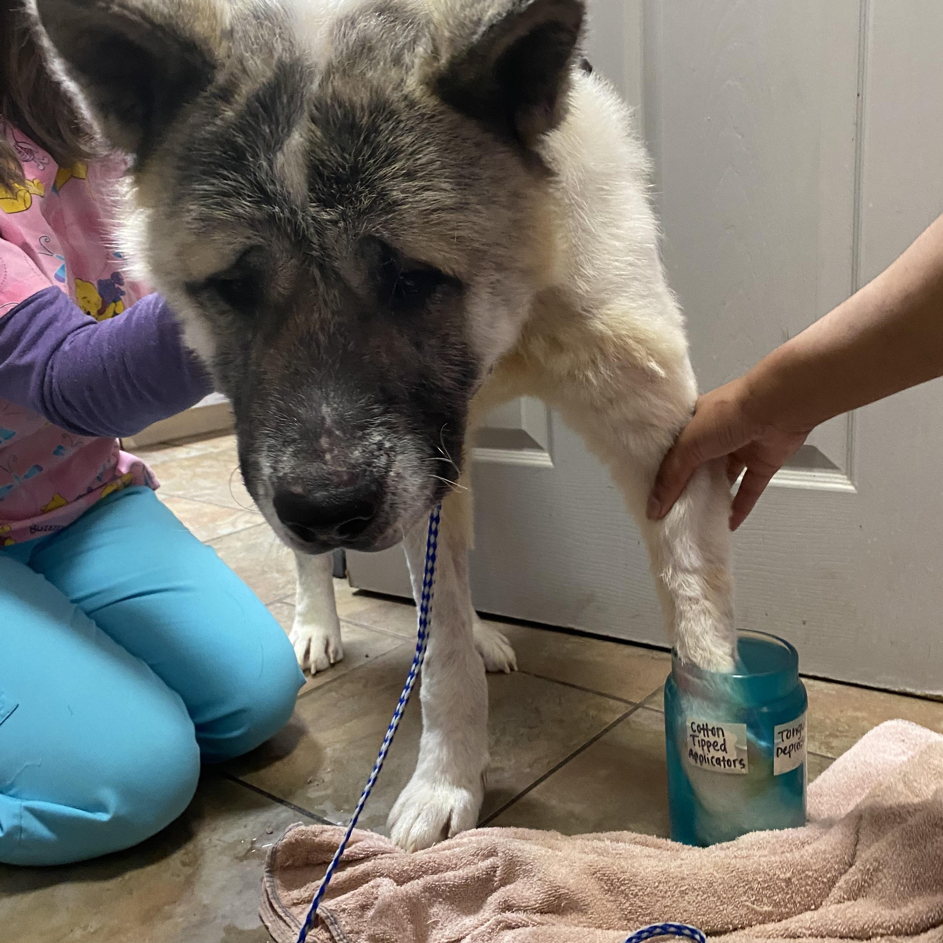 Locke, a ADOPTABLE Akita in Toms River, NJ image 5/6