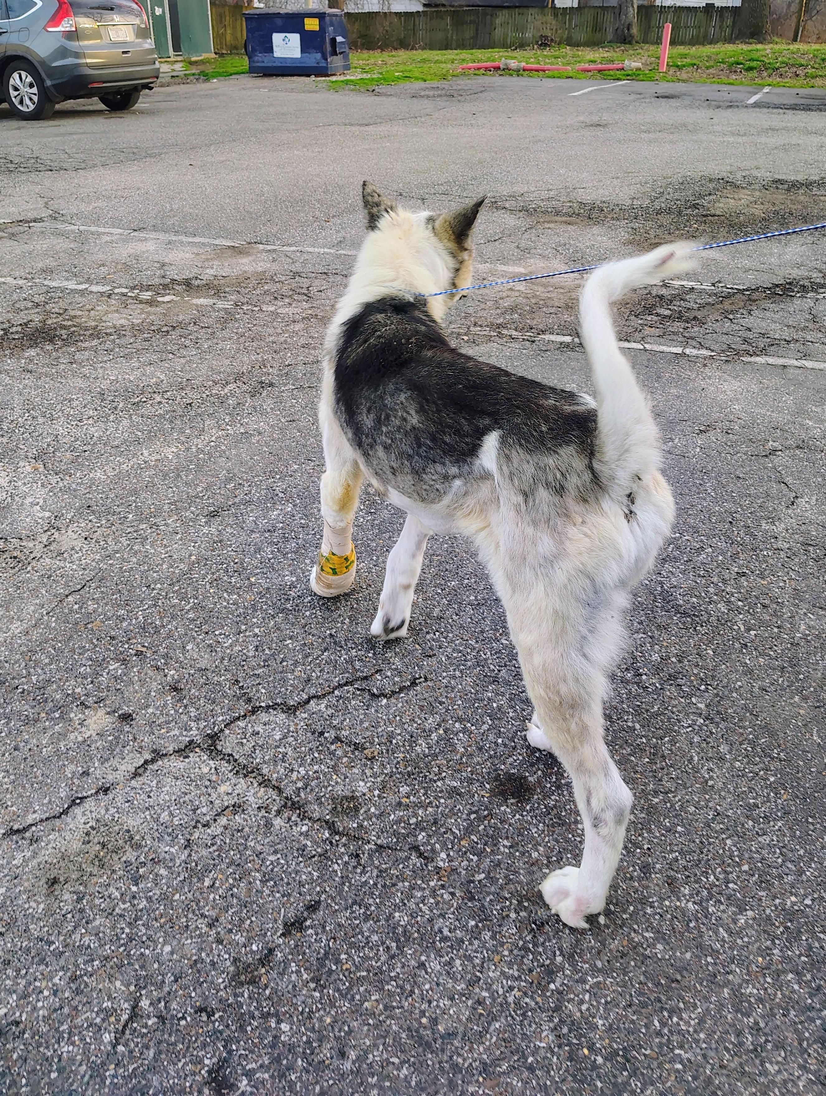 Locke, a ADOPTABLE Akita in Toms River, NJ image 4/6