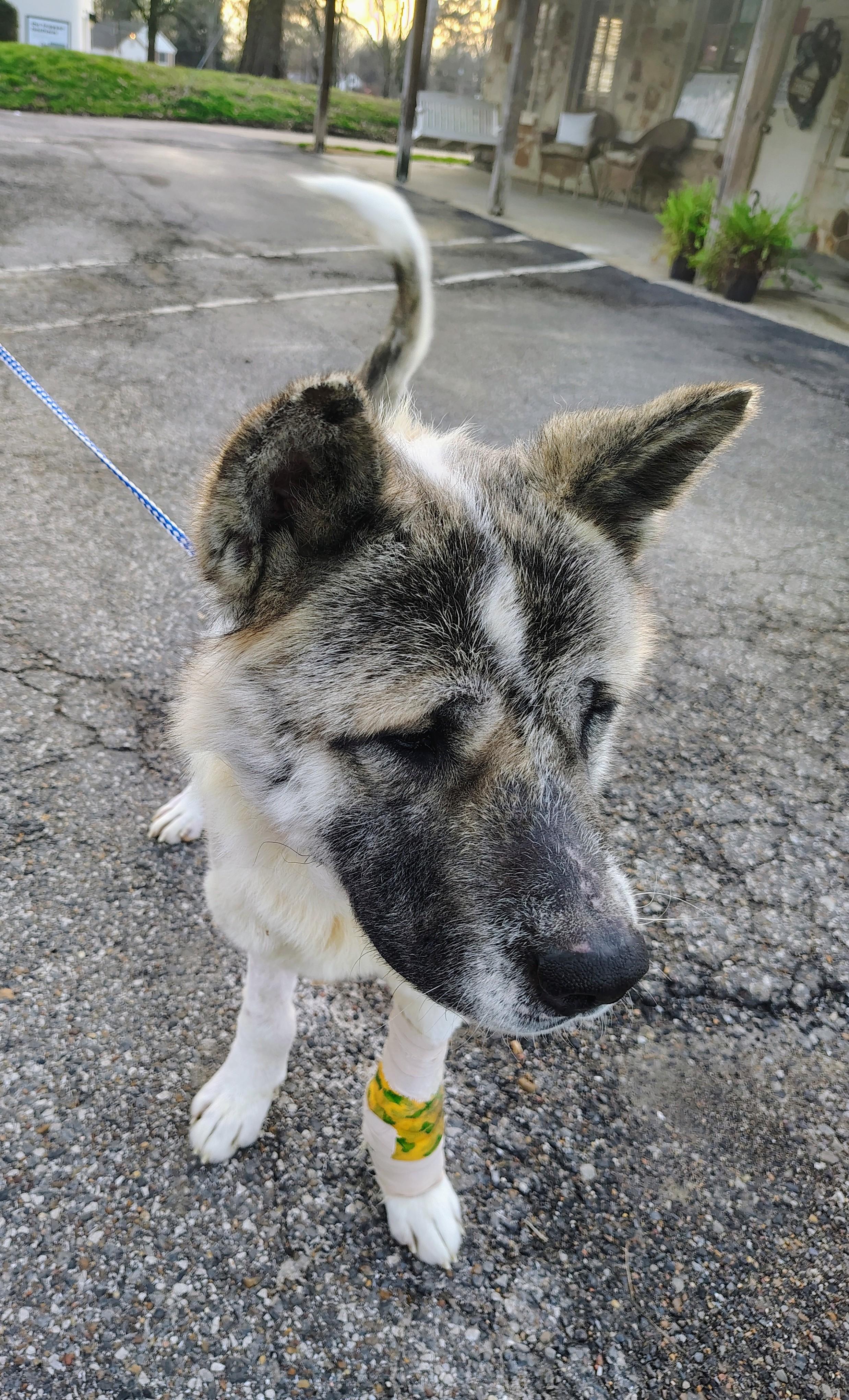 Locke, a ADOPTABLE Akita in Toms River, NJ image 3/6
