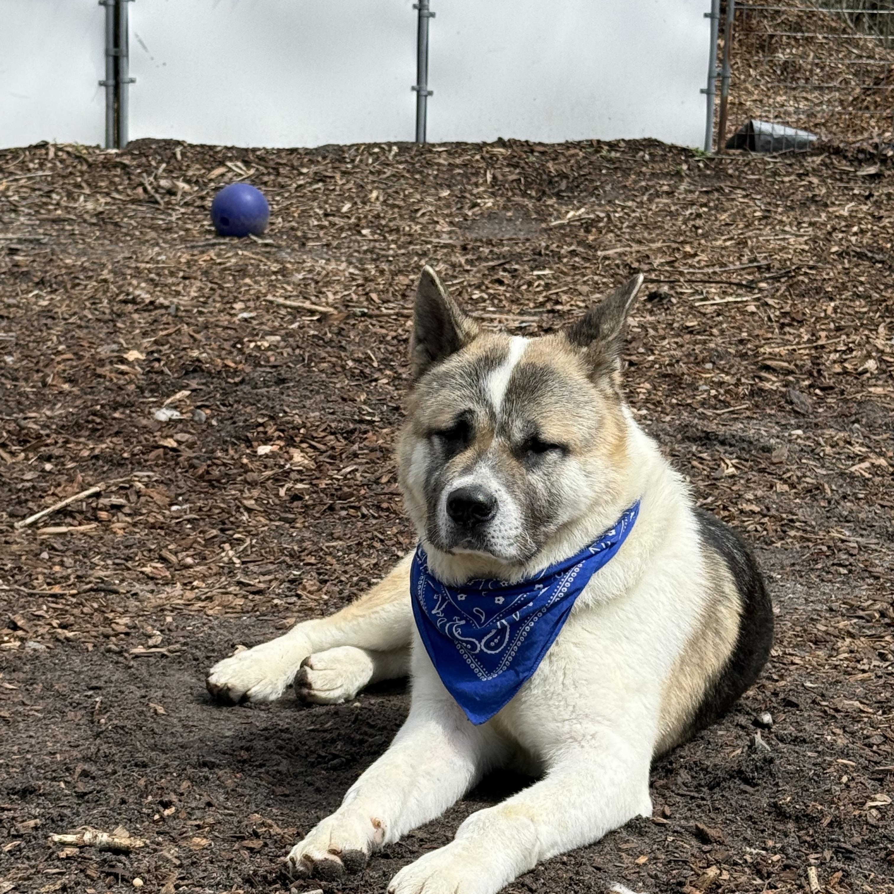 Enlarge Locke, a ADOPTABLE Akita in Toms River, NJ image 2/5