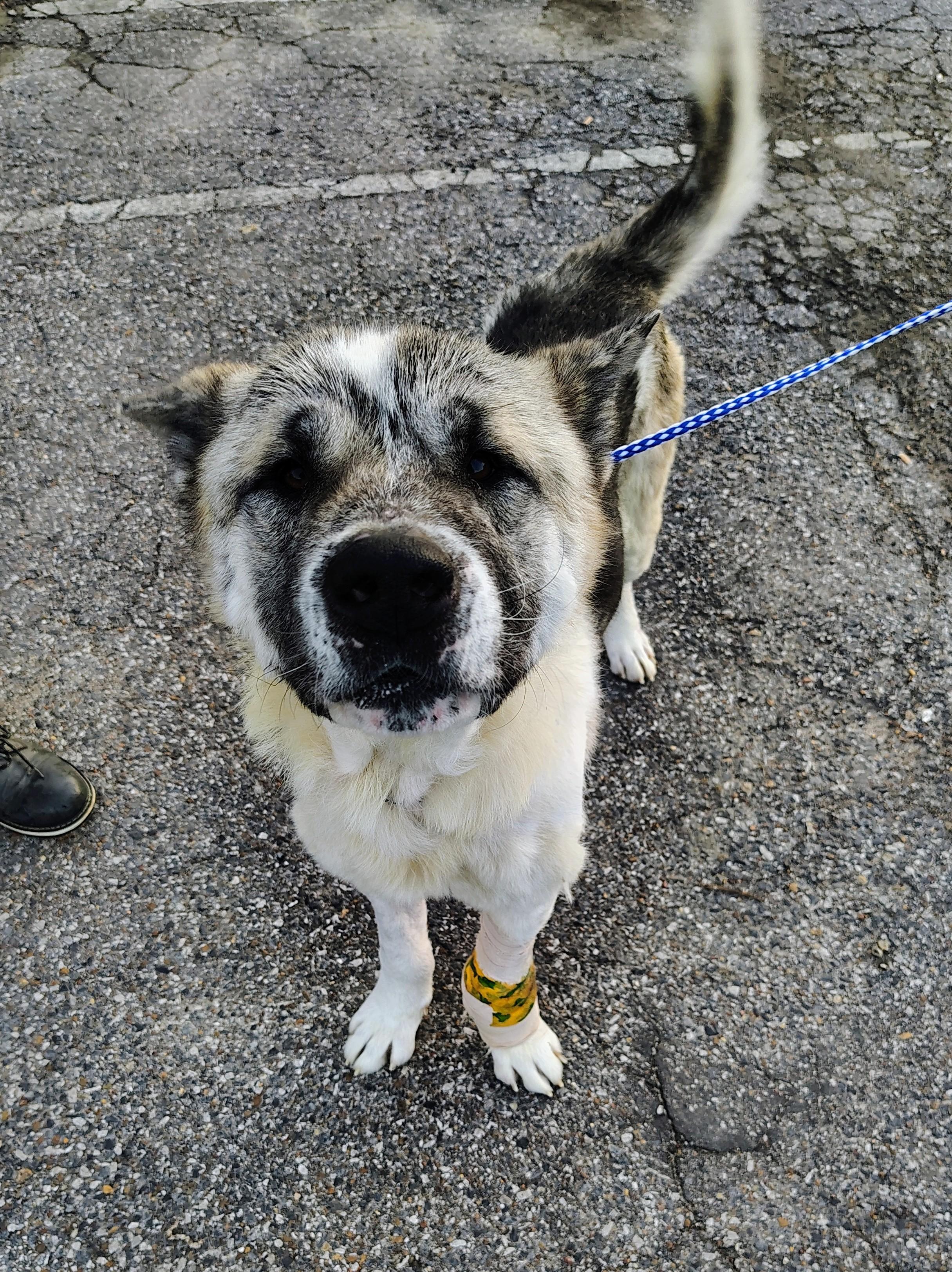 Locke, a ADOPTABLE Akita in Toms River, NJ image 2/6