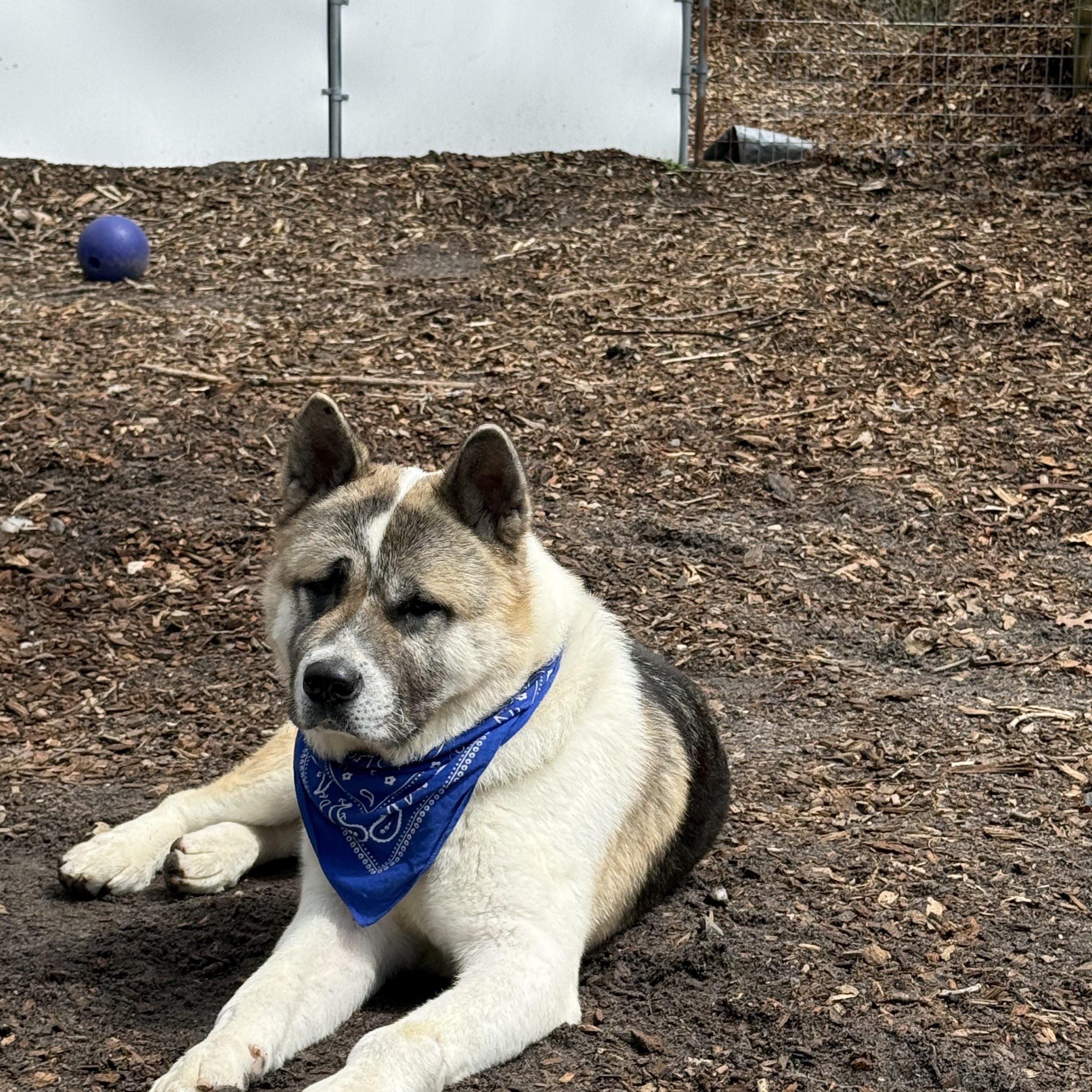 Enlarge Locke, a ADOPTABLE Akita in Toms River, NJ image 3/5