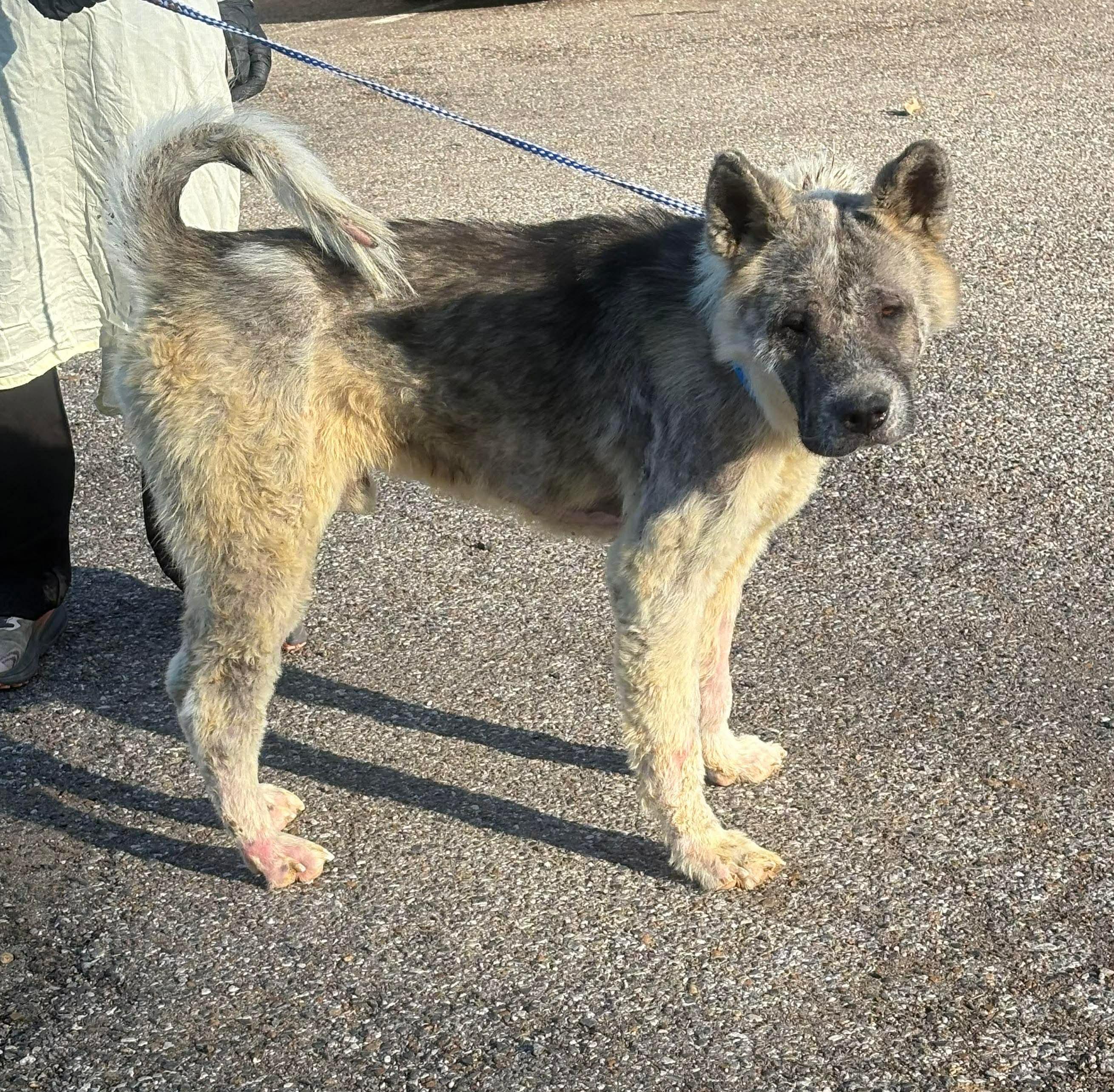 Locke, a ADOPTABLE Akita in Toms River, NJ image 1/6