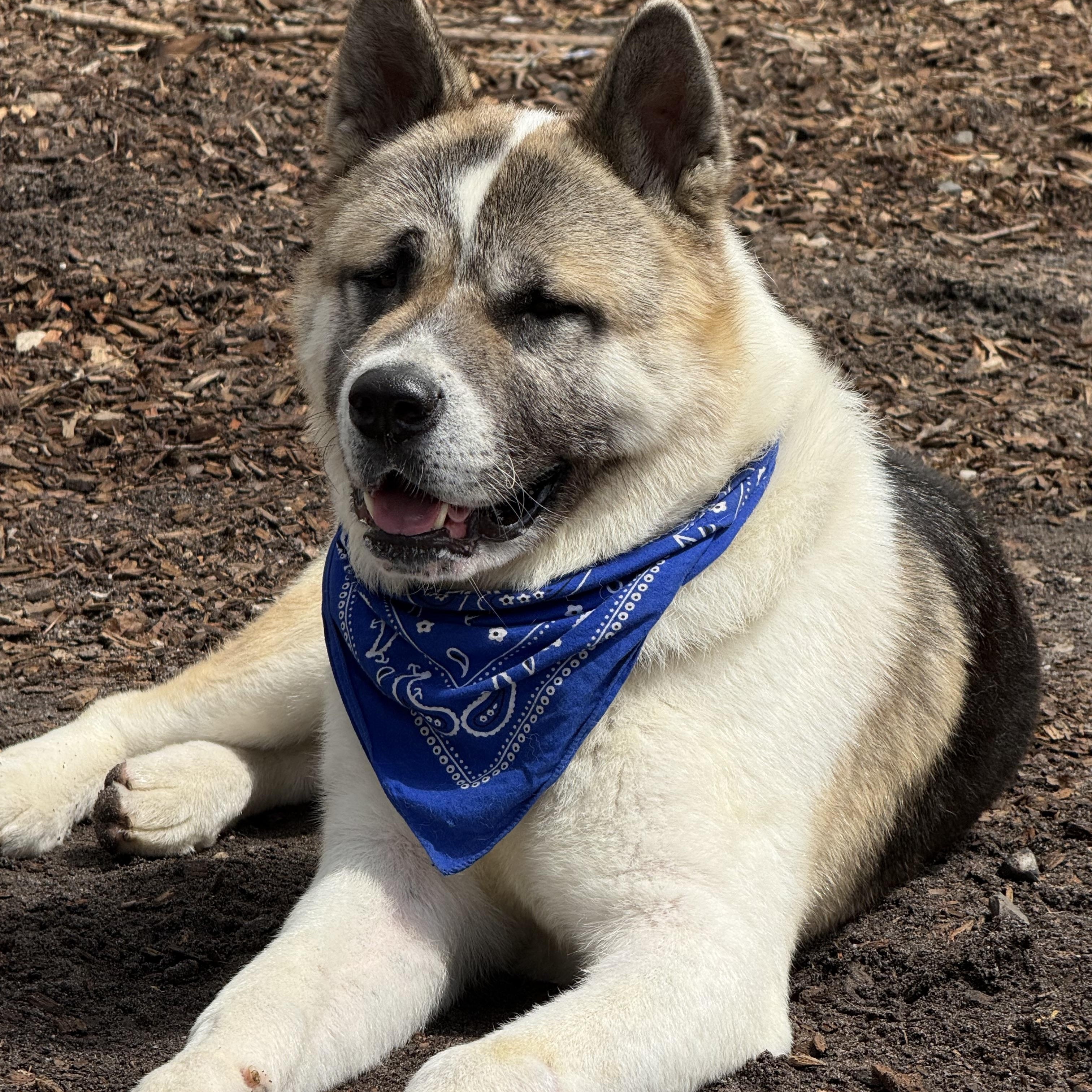 Enlarge Locke, a ADOPTABLE Akita in Toms River, NJ image 1/5