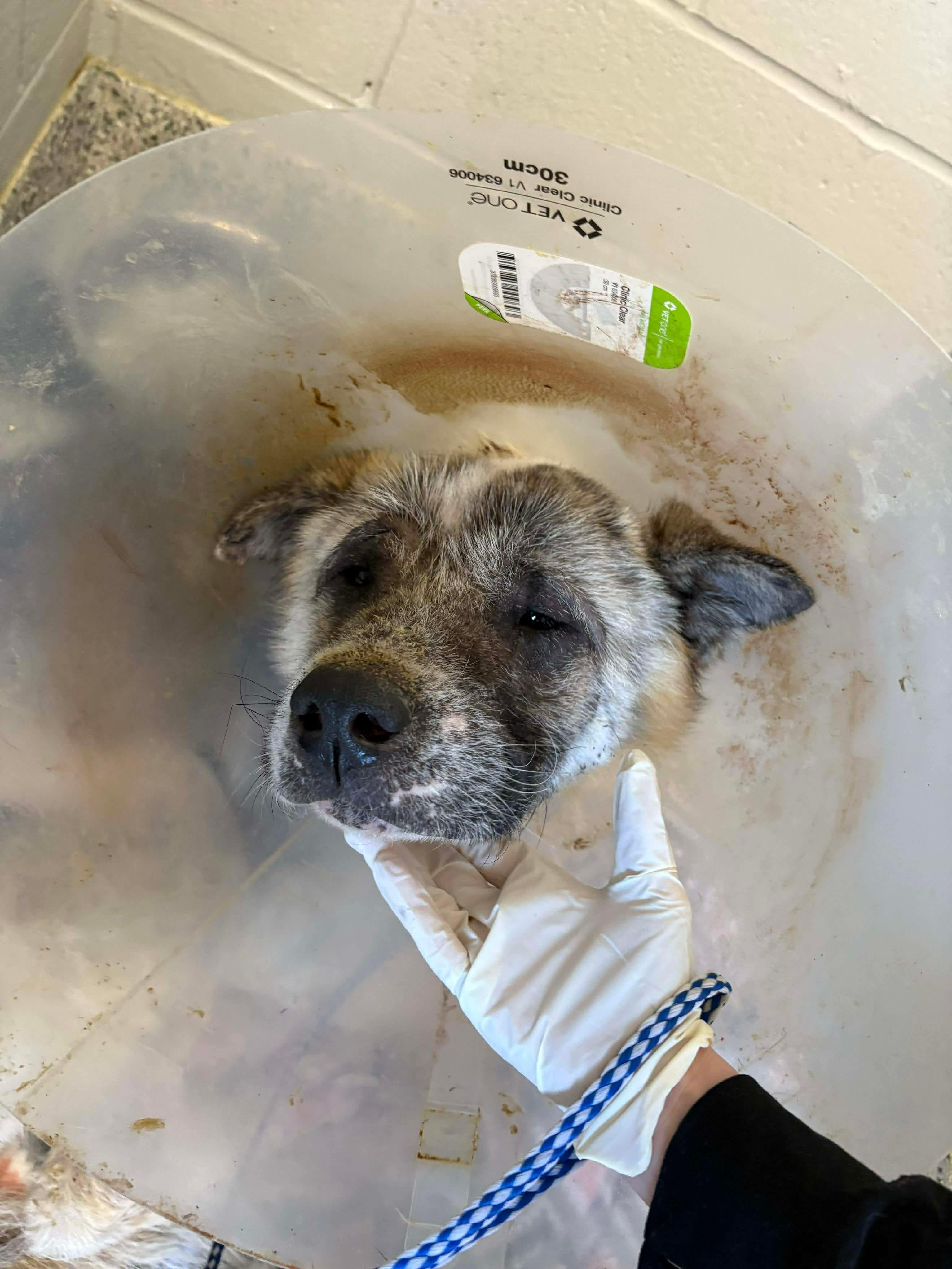 Locke, a ADOPTABLE Akita in Toms River, NJ image 6/6