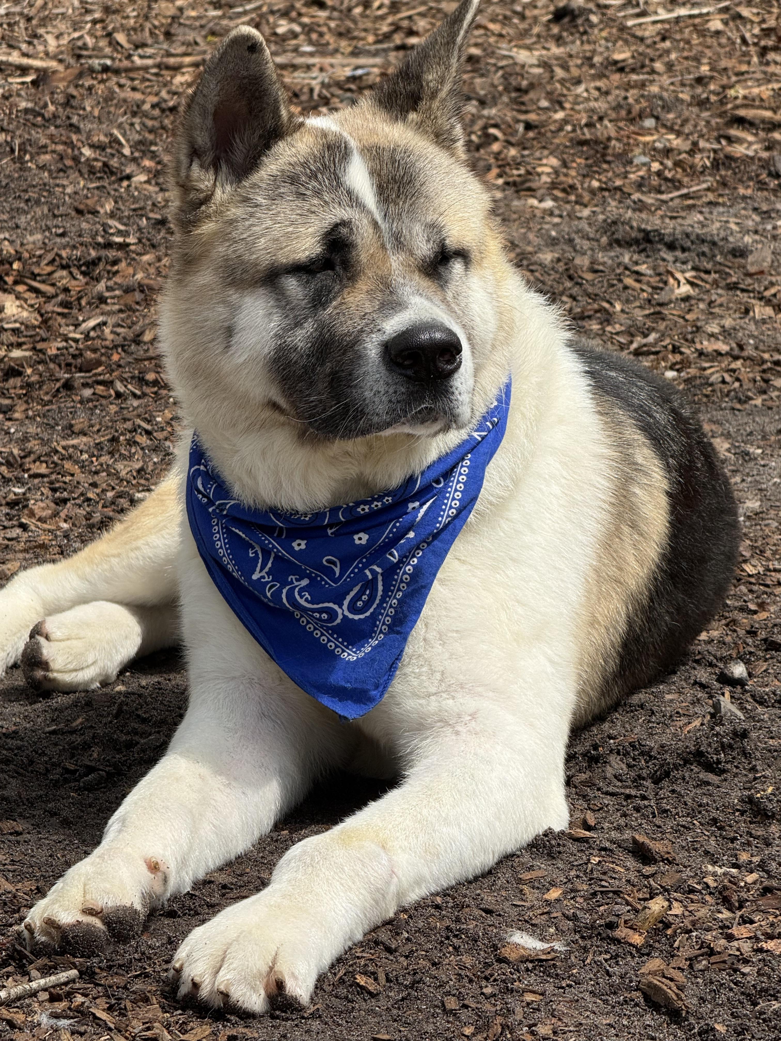 Enlarge Locke, a ADOPTABLE Akita in Toms River, NJ image 4/5