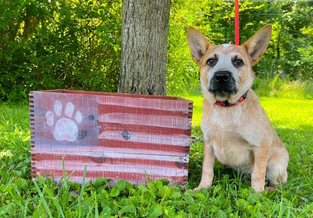 Tucker, Adoptable, Puppy Male Australian Cattle Dog / Blue Heeler.
