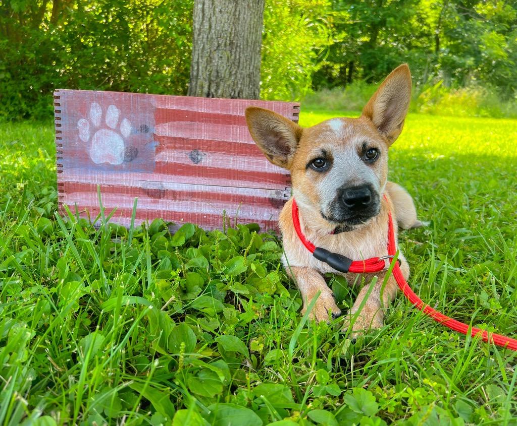 Enlarge Tucker, a Adoptable Australian Cattle Dog / Blue Heeler in Murray, KY image 2/4