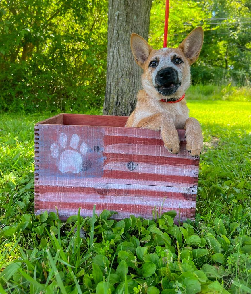 Enlarge Tucker, a Adoptable Australian Cattle Dog / Blue Heeler in Murray, KY image 3/4