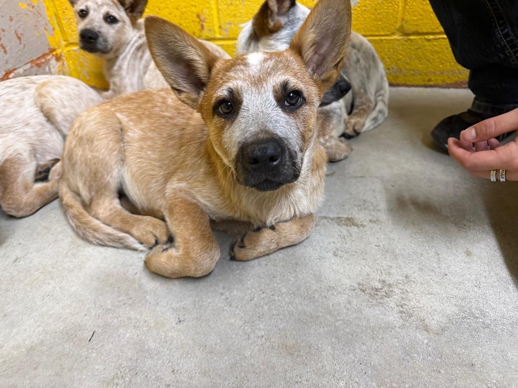 Enlarge Tucker, a Adoptable Australian Cattle Dog / Blue Heeler in Murray, KY image 4/4