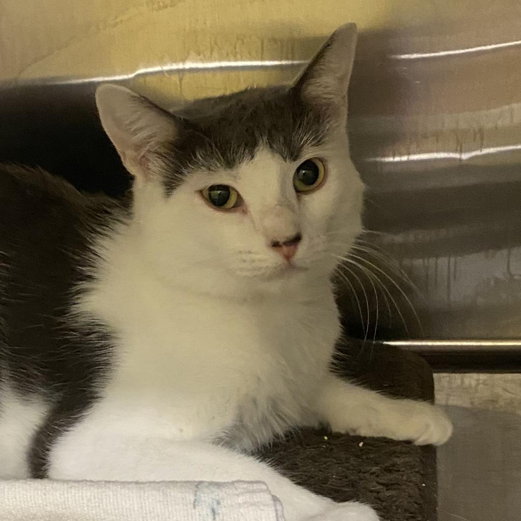 Libby, Adoptable, Adult Female Domestic Short Hair.